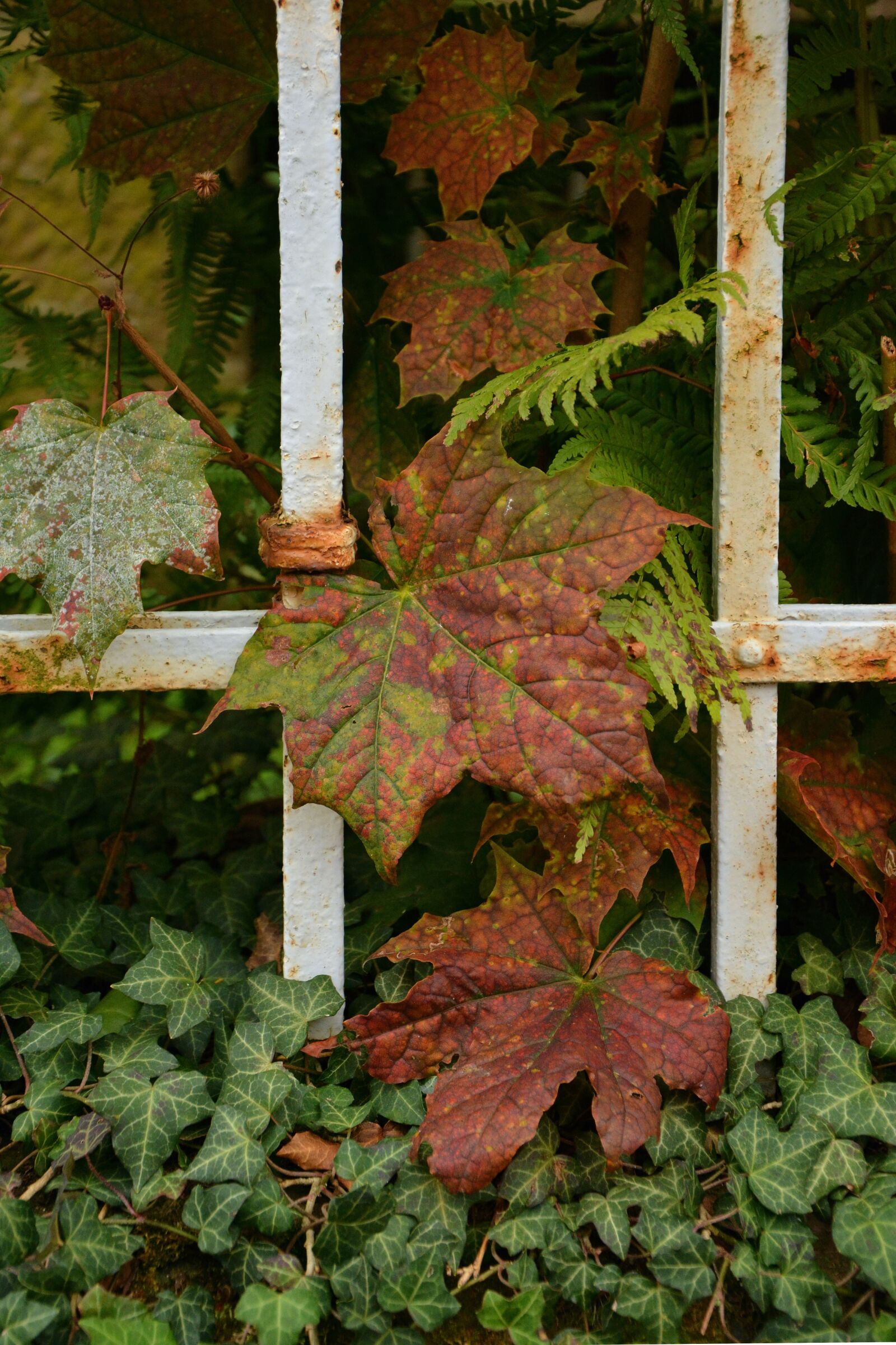 Nikon D5200 sample photo. Fall leaves, fall foliage photography