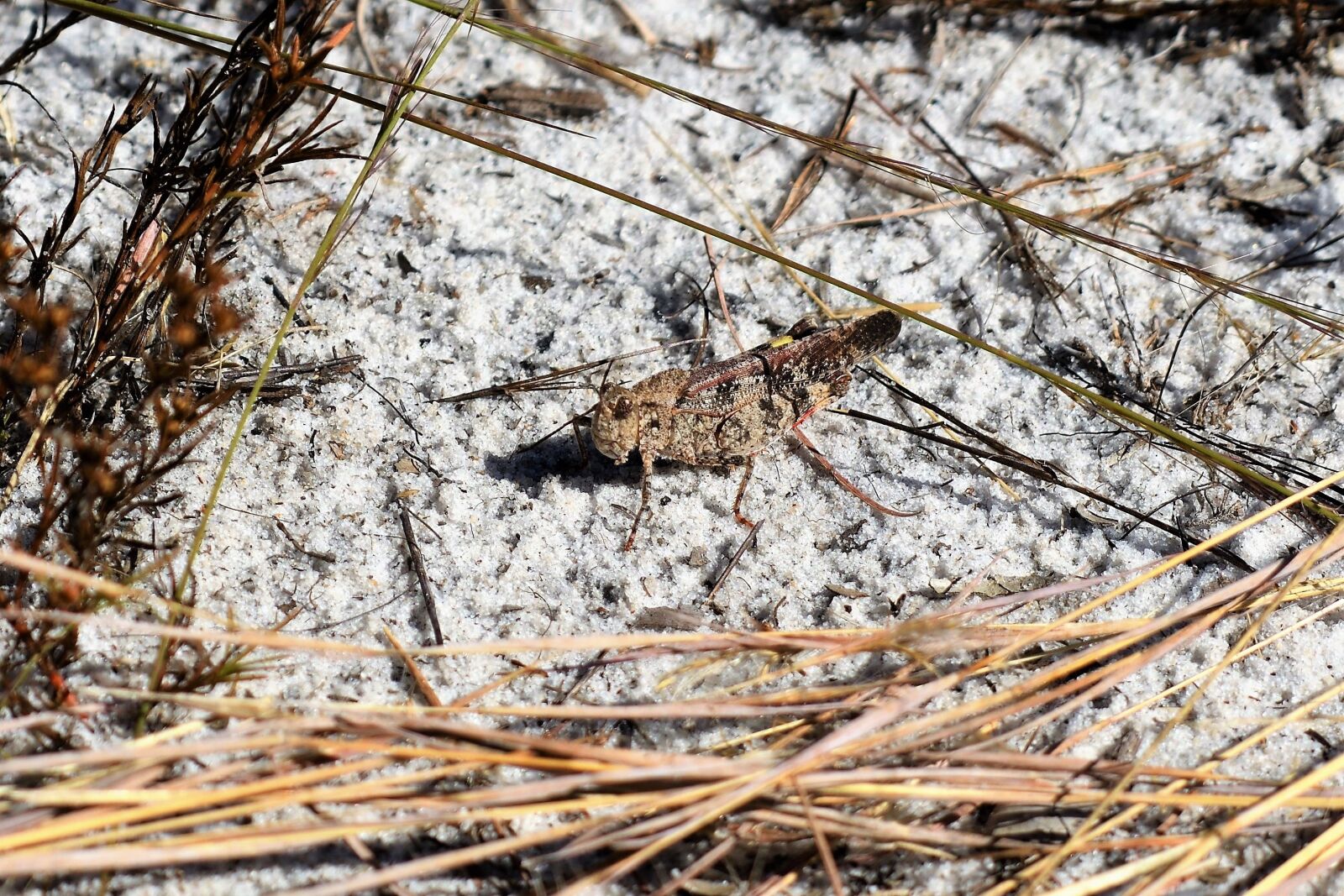 Nikon D500 sample photo. Dissosteira carolina, camouflage, sand photography