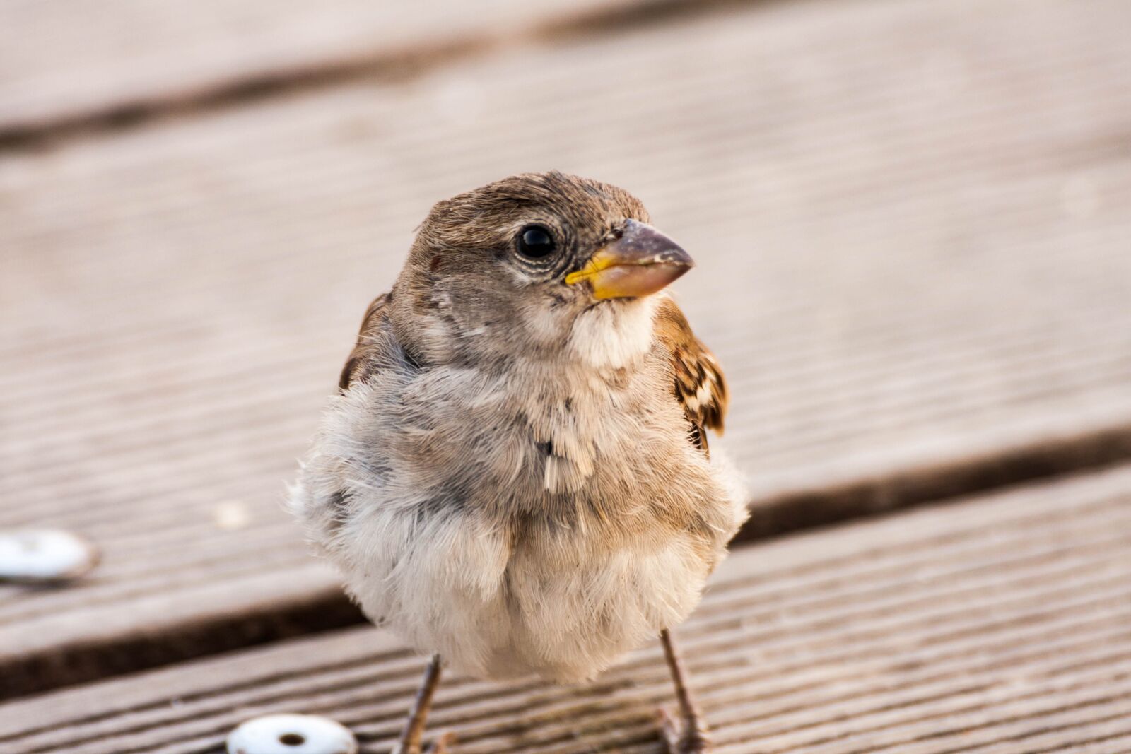 Canon EOS 40D sample photo. Bird, portrait, nature photography