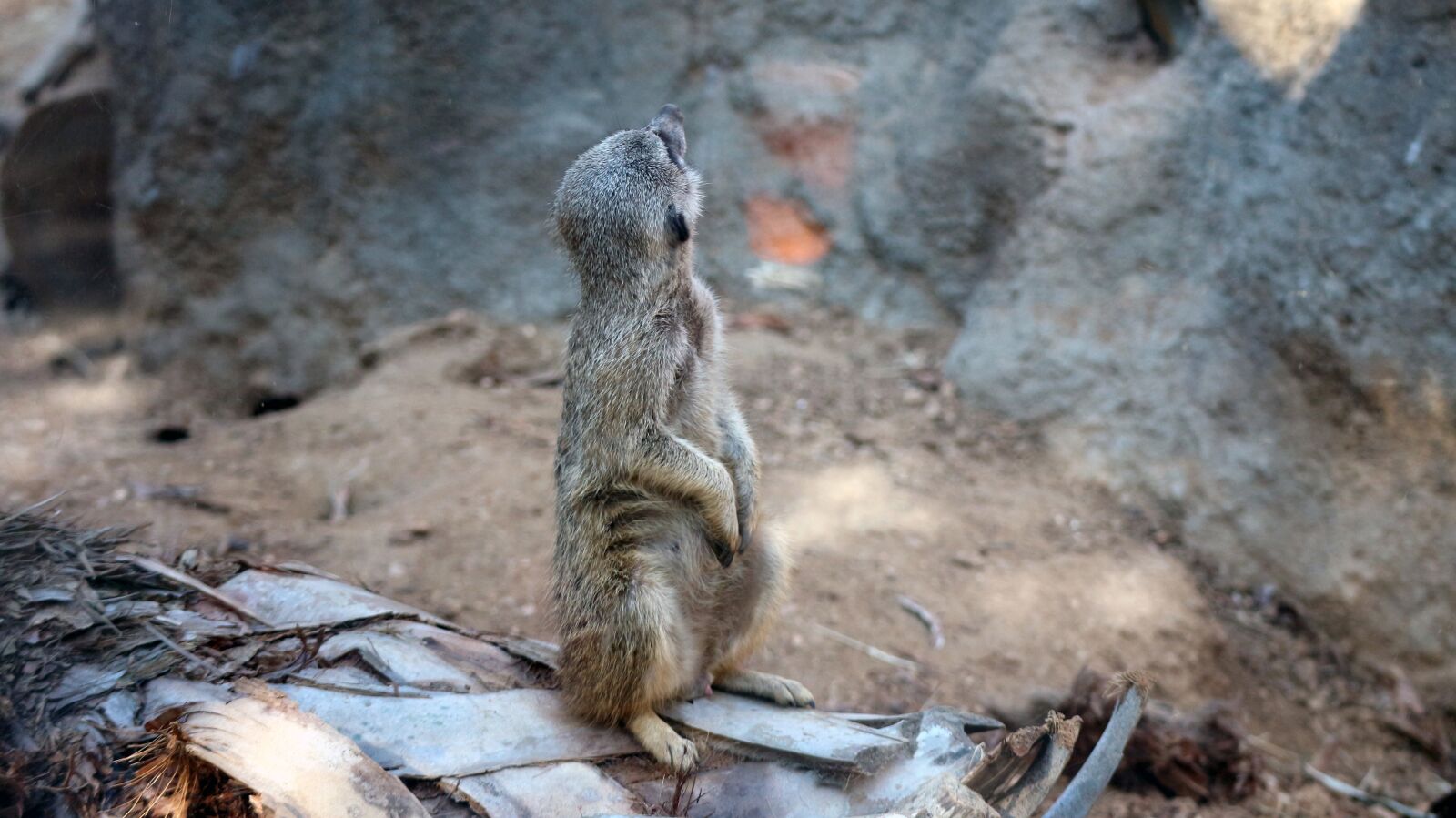 Canon EOS M10 sample photo. Meerkat, zoo, caged photography