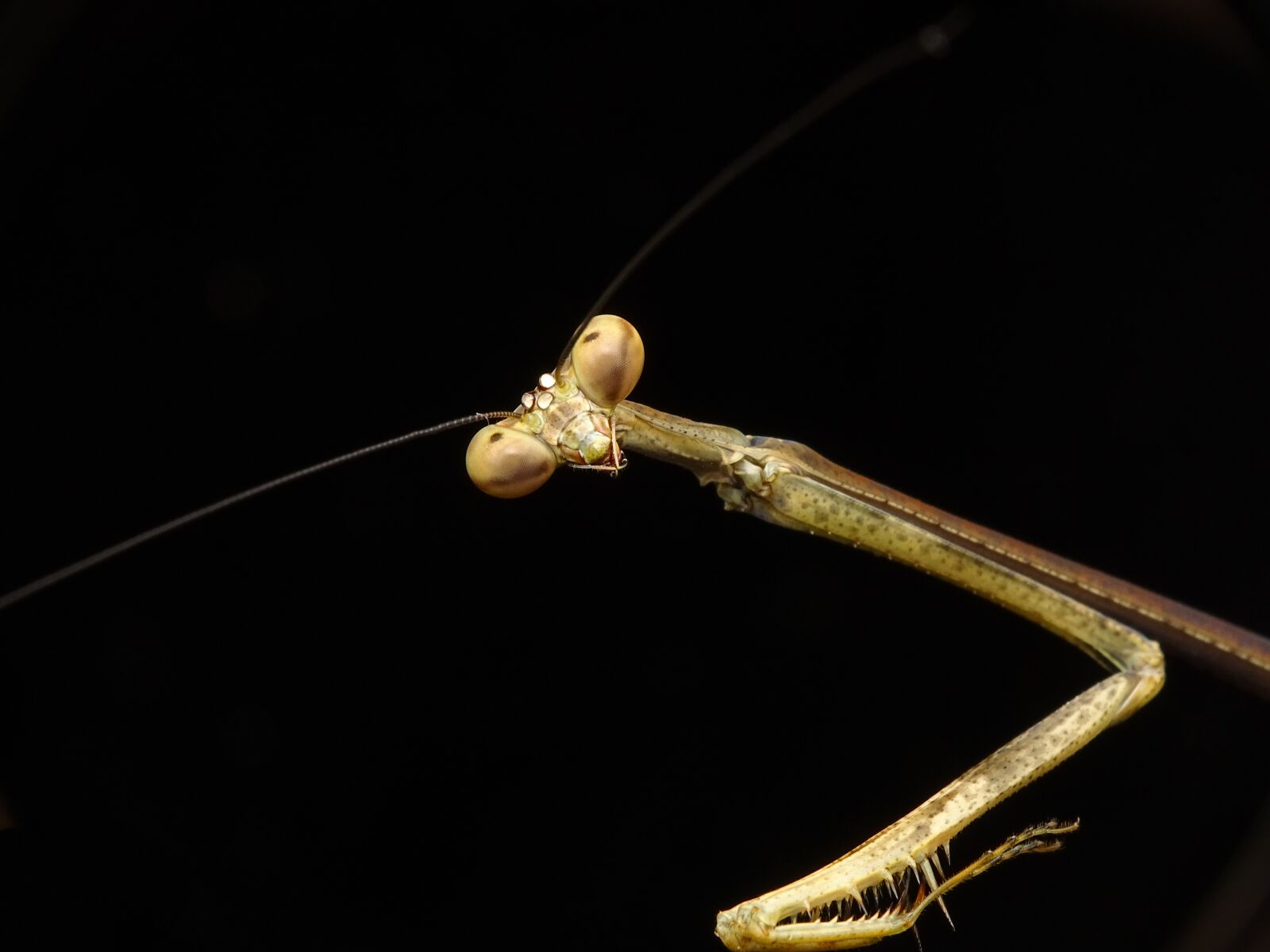 Sony Cyber-shot DSC-HX350 sample photo. Praying mantis, stick, insect photography
