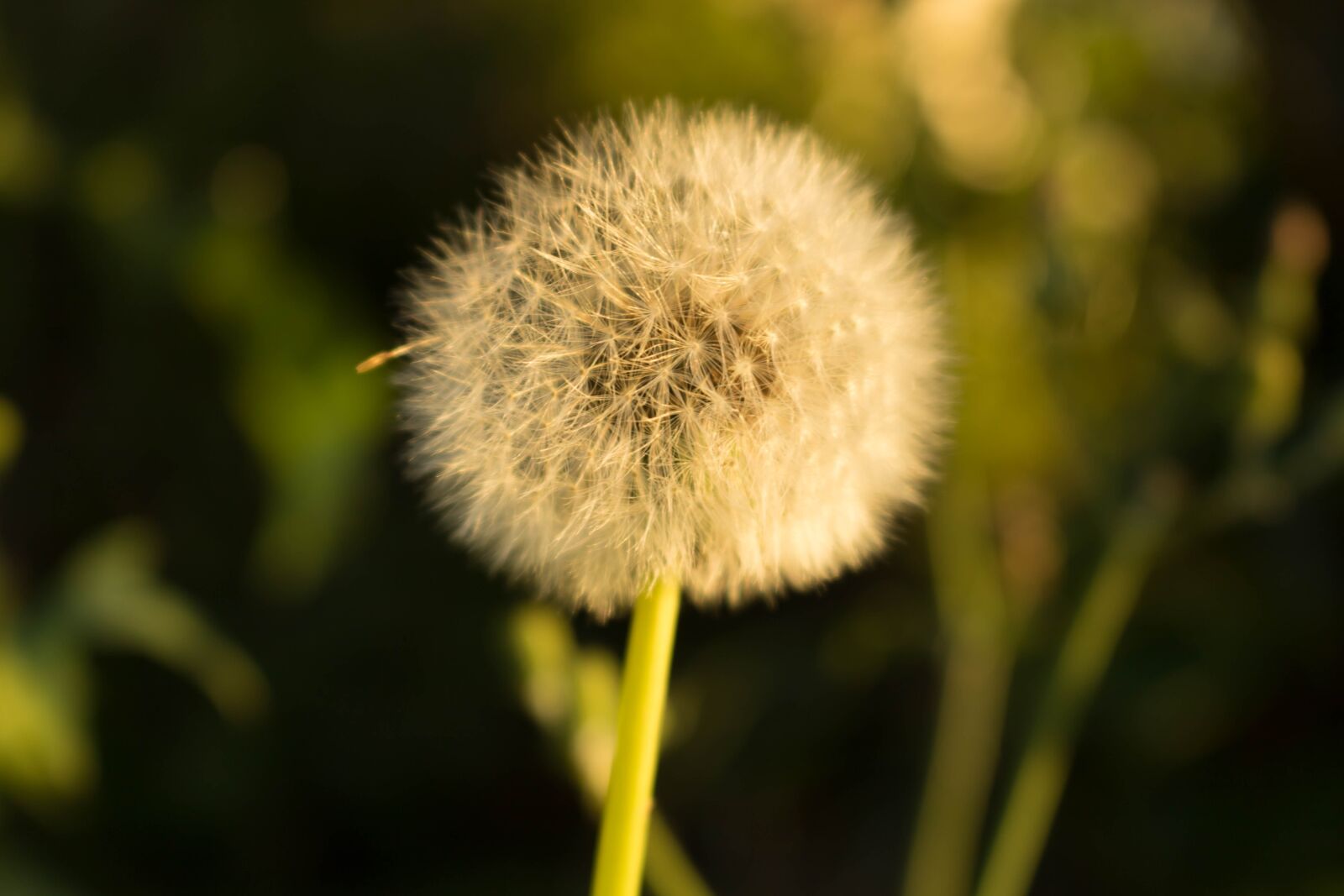 Canon EOS 750D (EOS Rebel T6i / EOS Kiss X8i) sample photo. Flower, dandelion, white photography