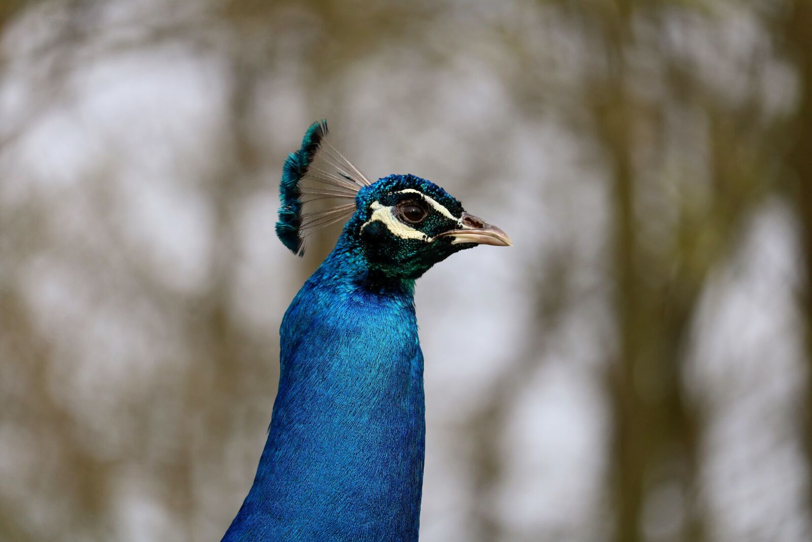Canon EOS 750D (EOS Rebel T6i / EOS Kiss X8i) sample photo. Bird, animal world, nature photography