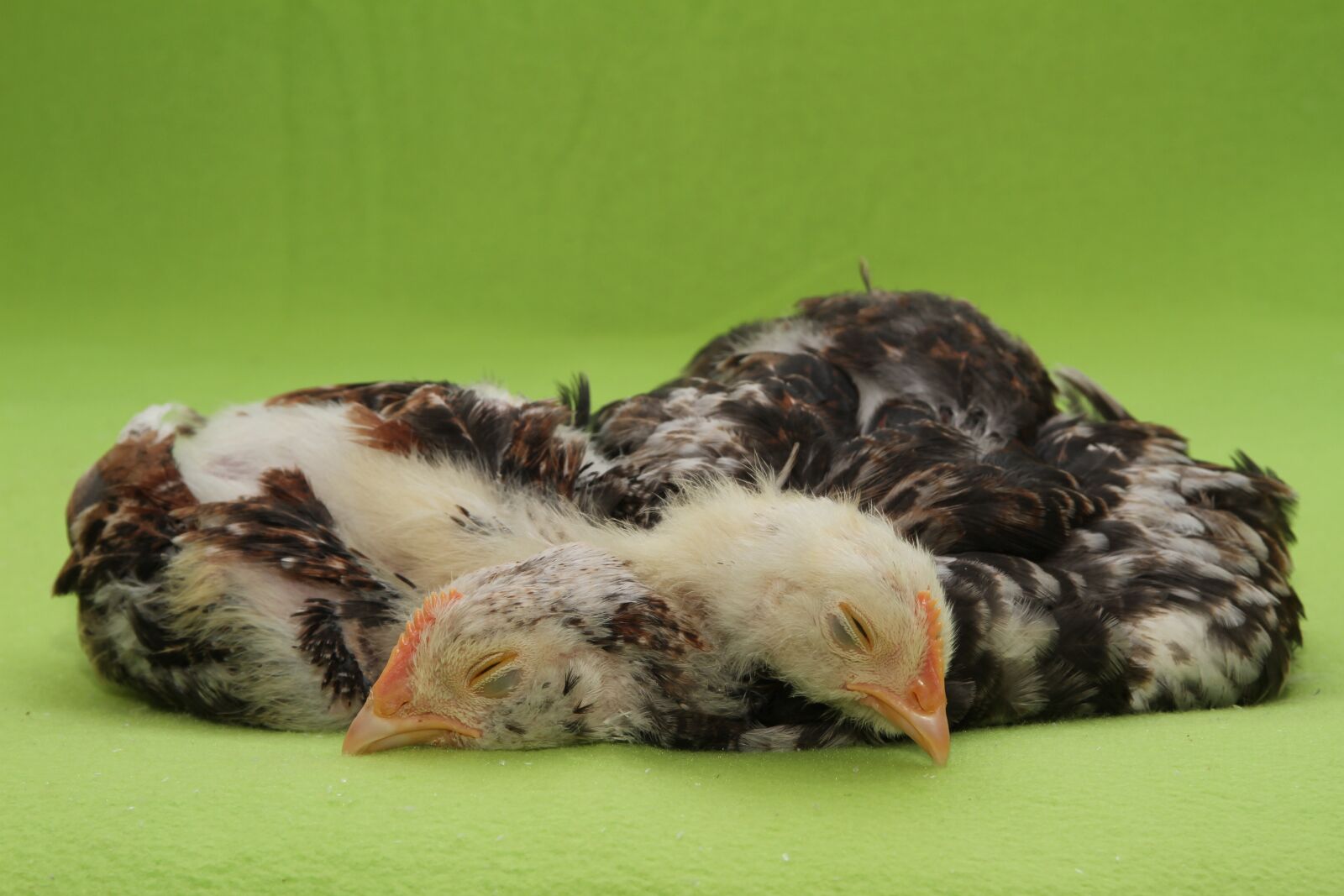 Canon EOS 7D sample photo. Chicks, salmon chick, salmon photography