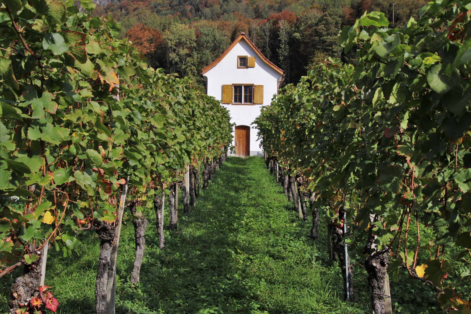 Canon EOS 80D sample photo. Vineyard, elevation, natural photography
