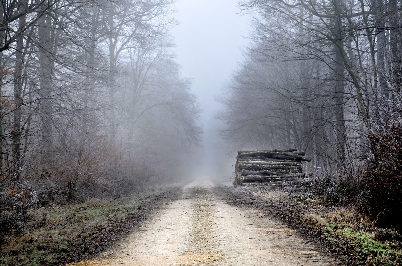 Nikon D5100 sample photo. Forest, winter, path photography