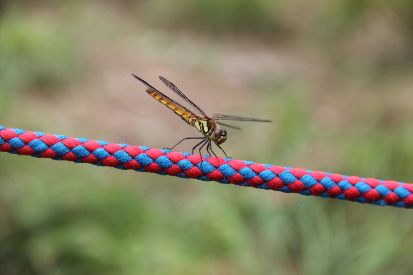 Canon EOS 60D sample photo. Nature, outdoors, insect photography