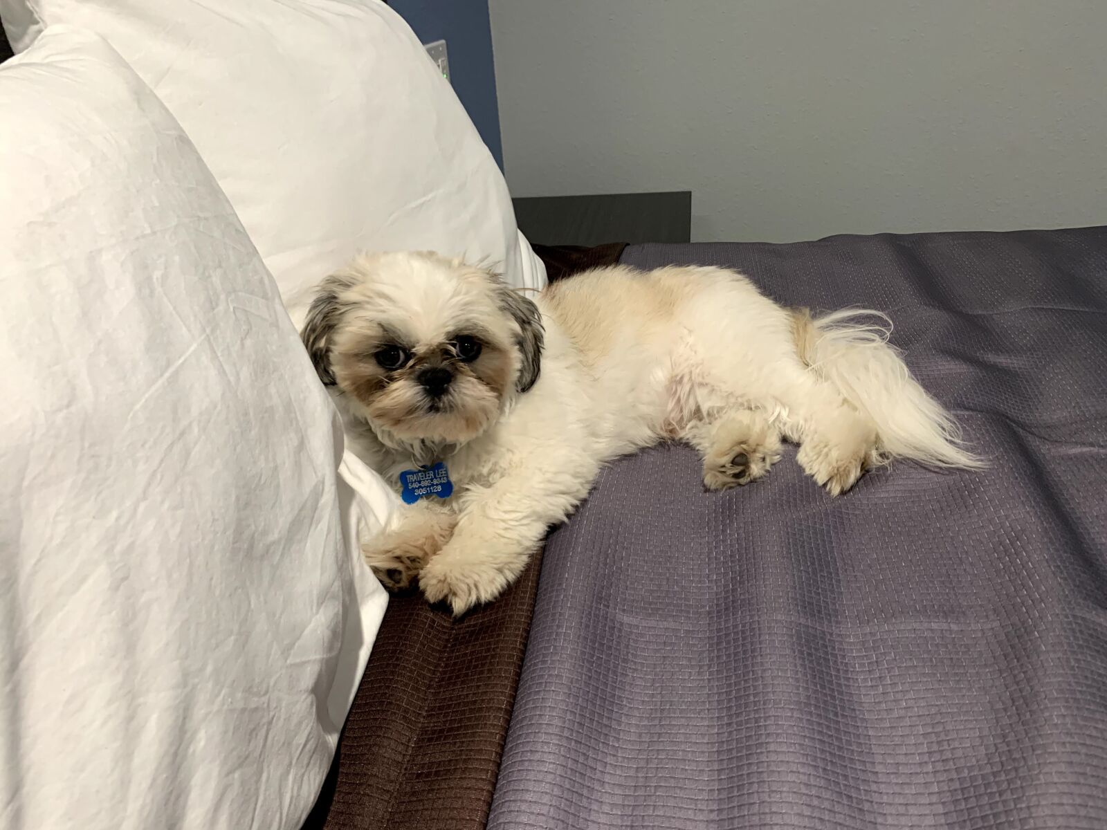 Apple iPhone XS Max sample photo. Bed, pillow, puppy photography
