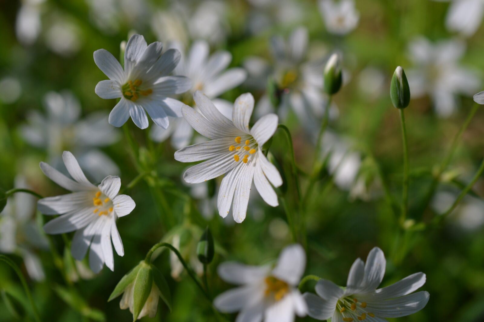Nikon D3100 sample photo. Chickweed, programming, flower photography