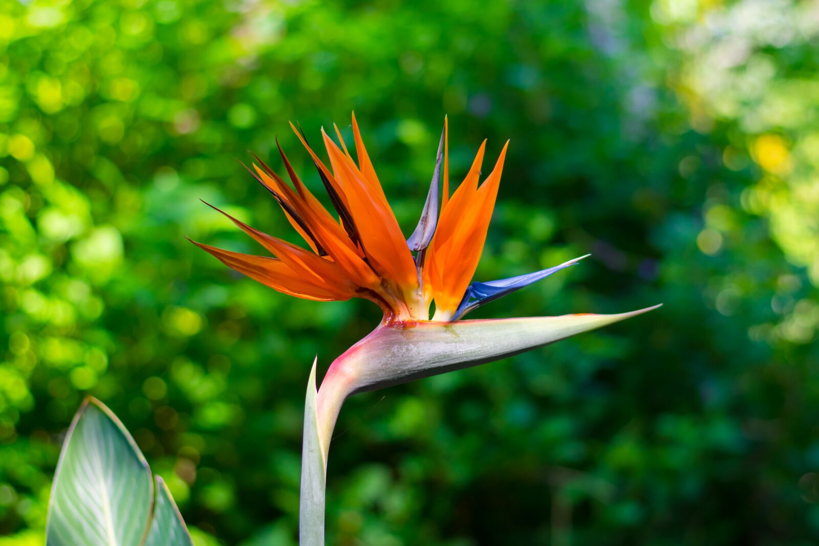 Nikon D3400 sample photo. Flower, florida, garden photography