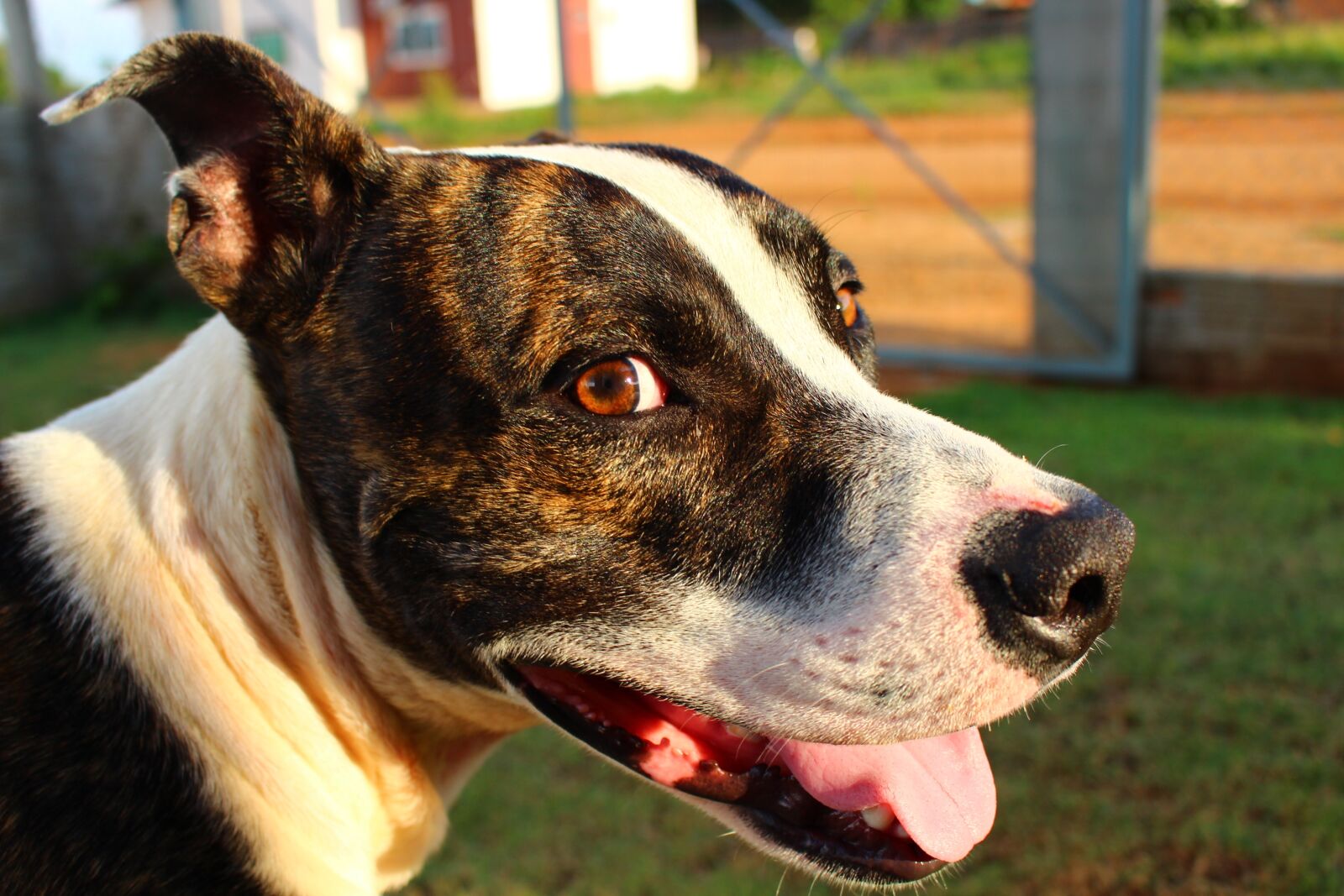 Canon EOS 700D (EOS Rebel T5i / EOS Kiss X7i) sample photo. Pit bull, dog, happy photography