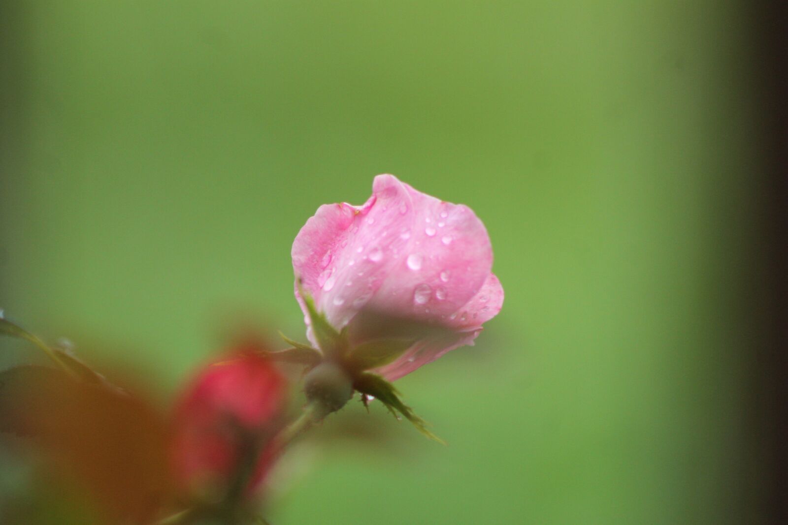 Canon EOS 1100D (EOS Rebel T3 / EOS Kiss X50) sample photo. Easter, rose, flowers photography
