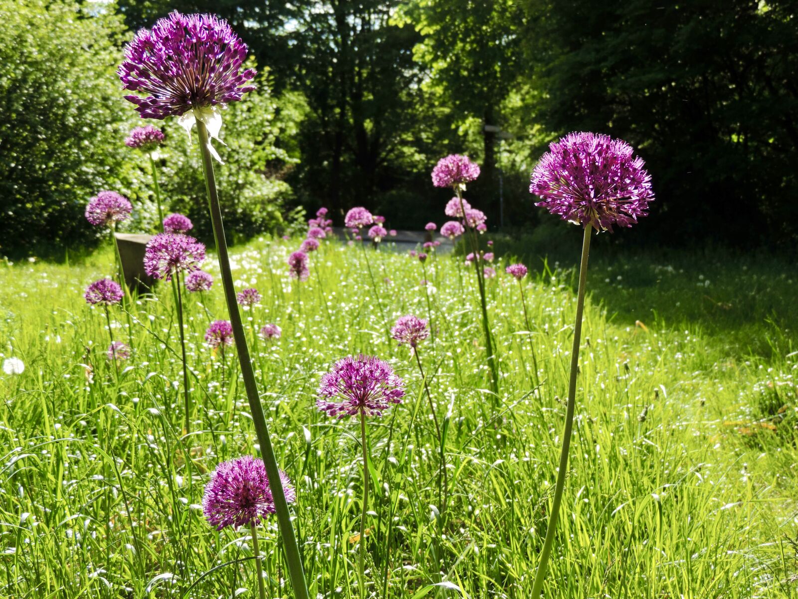 Nikon Coolpix P520 sample photo. Ornamental onion, allium, blossom photography