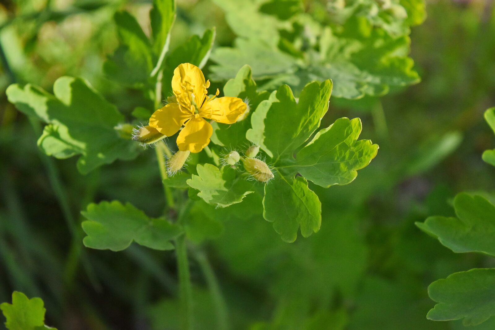 Nikon D5500 sample photo. Ecology, herb, nature, leaf photography