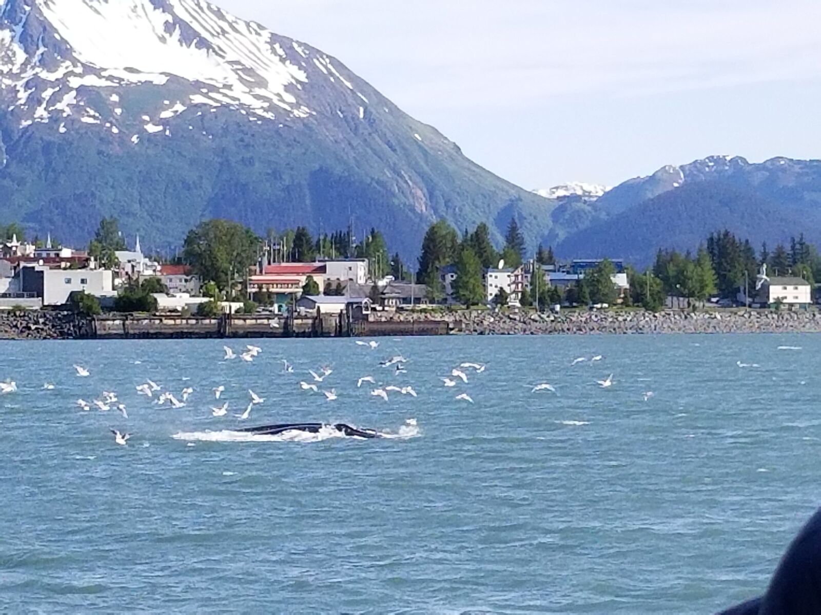 Samsung Galaxy S8 sample photo. Whale, seward, alaska photography