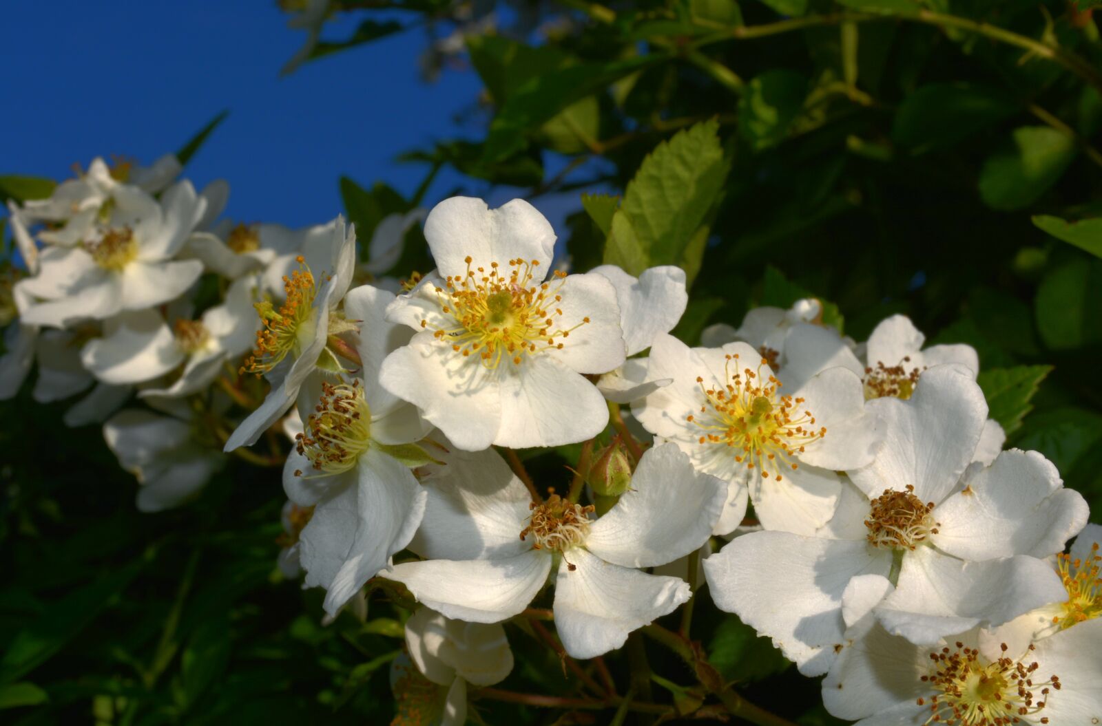 Nikon D5200 sample photo. Cherry blossom, nature, blossom photography