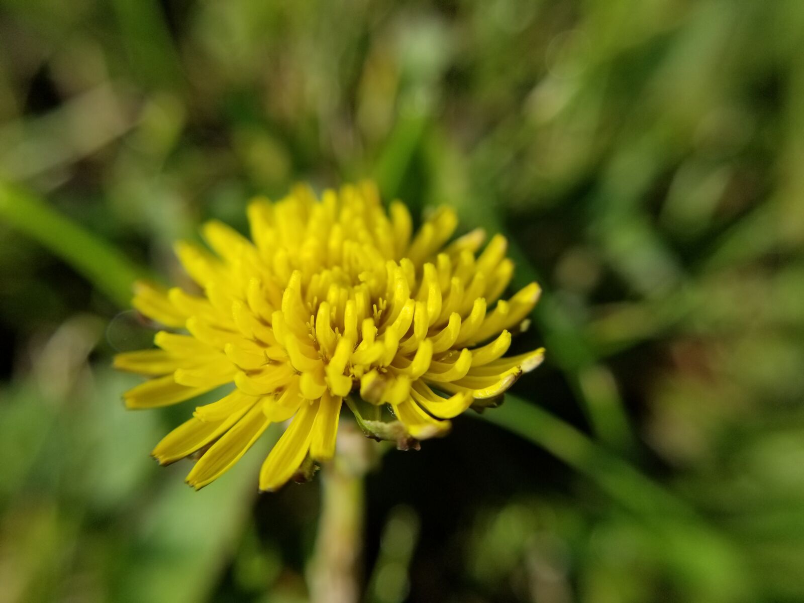 Samsung Galaxy S8+ sample photo. Dandelion, grass, nature photography