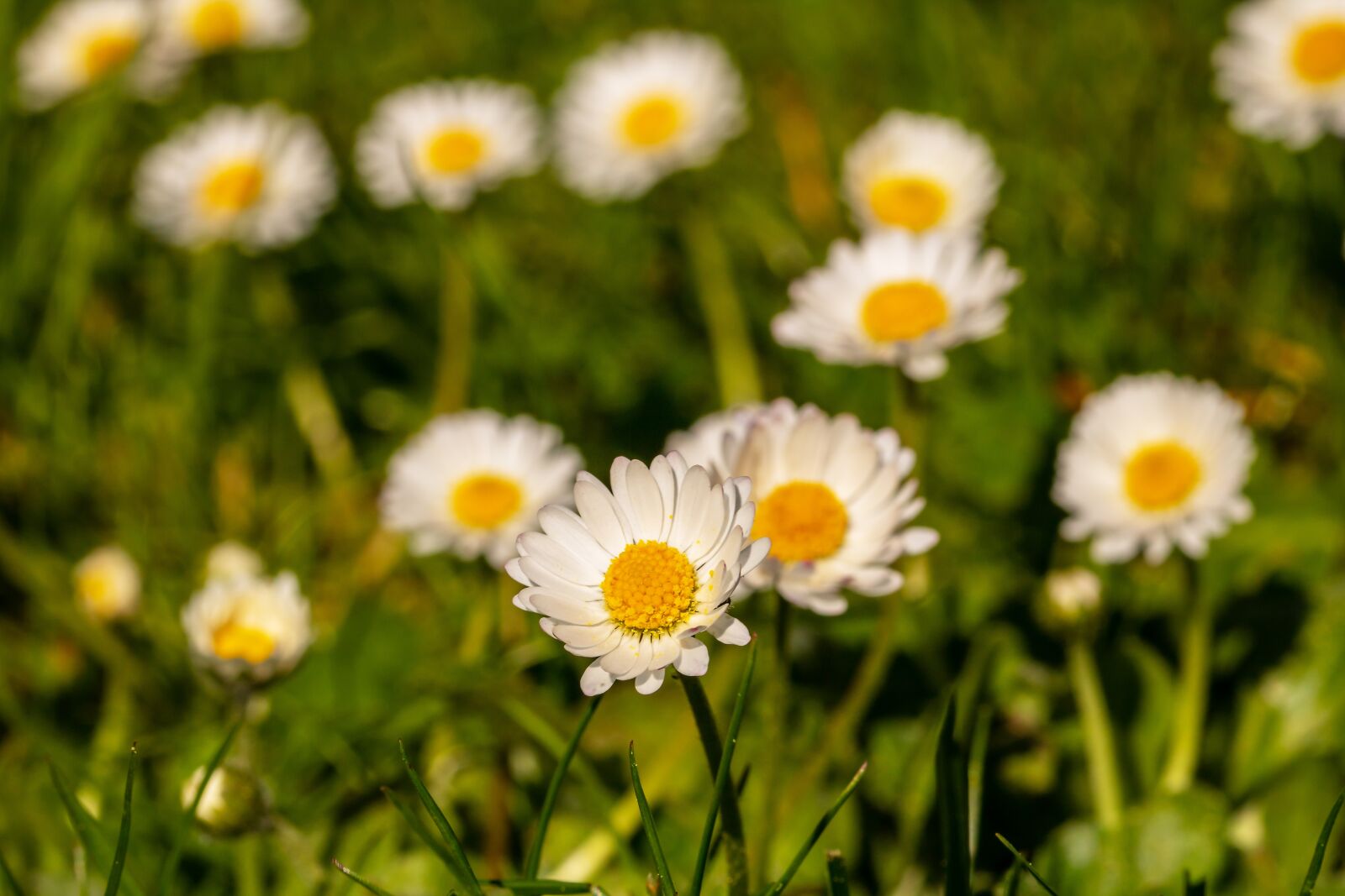 Canon EOS 750D (EOS Rebel T6i / EOS Kiss X8i) sample photo. Geese flower, daisy, bellis photography