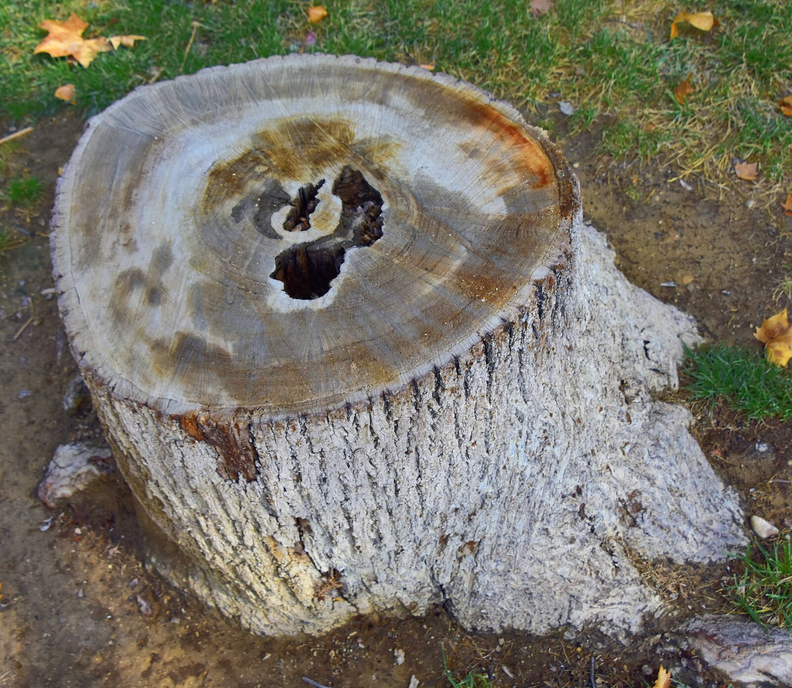 Nikon D7200 sample photo. Trunk, nature, wood photography