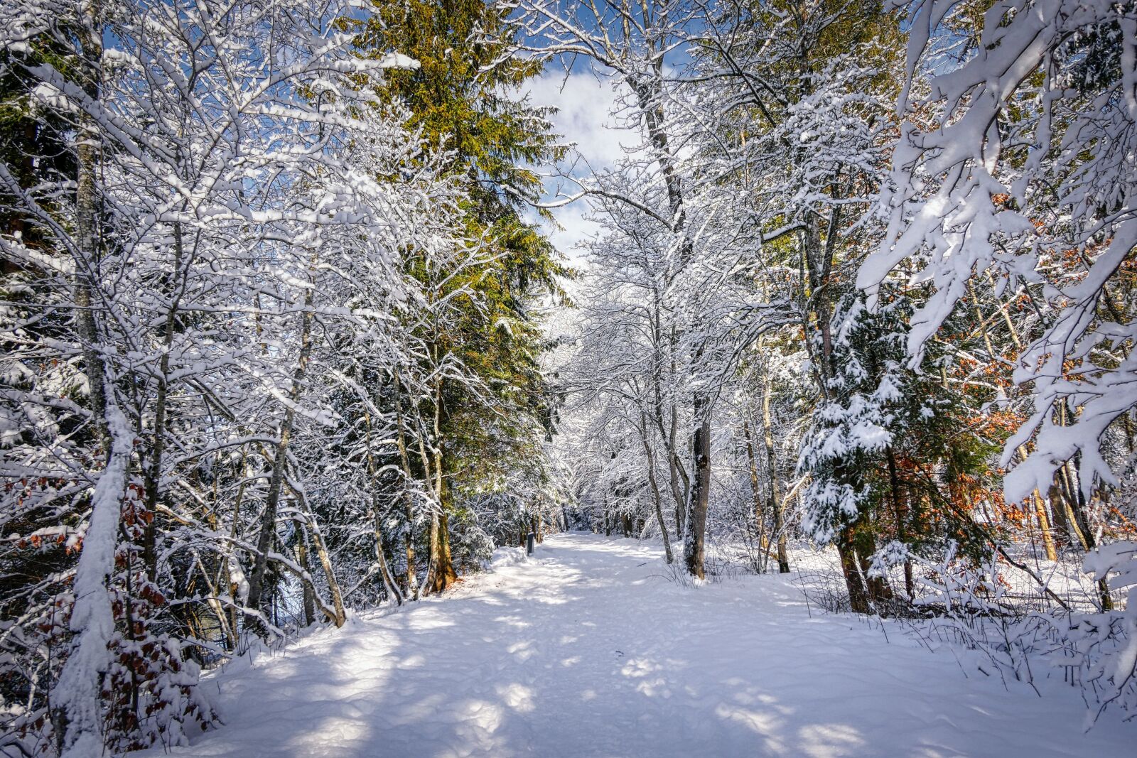 Panasonic Lumix DMC-GX8 sample photo. Winter, snow, nature photography