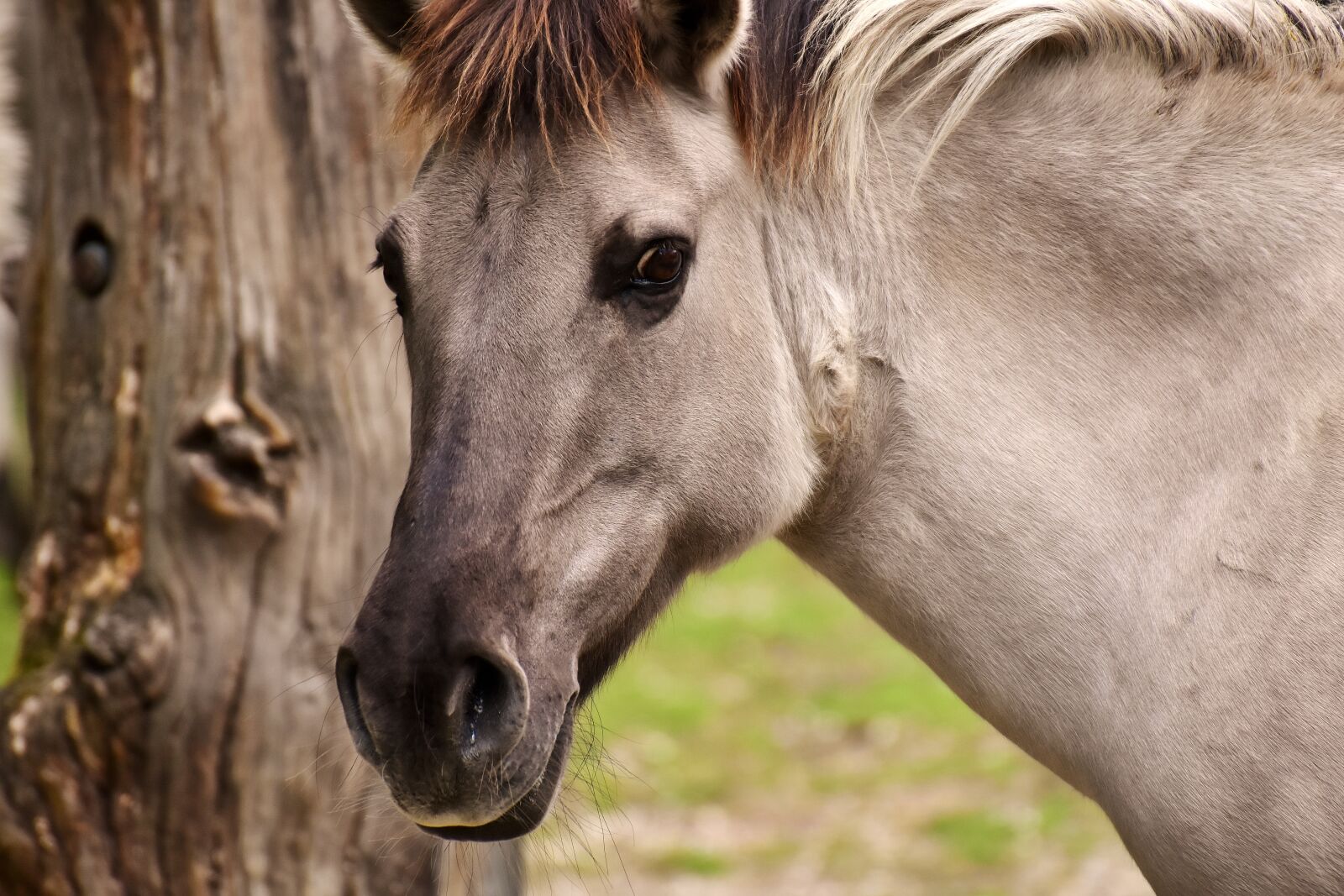 Nikon D7200 sample photo. Tarpan, horse, animal photography