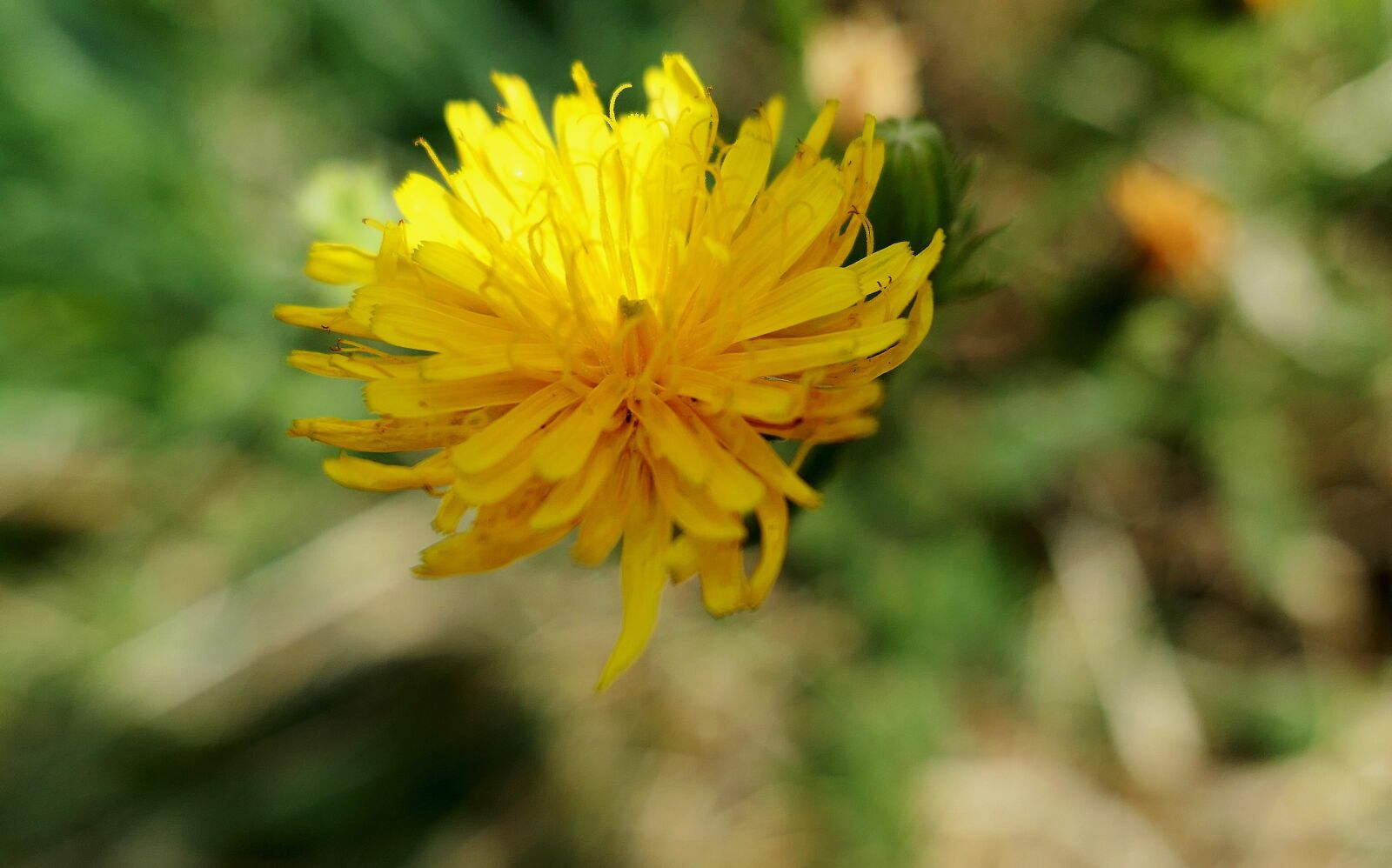 Panasonic Lumix DMC-LX10 (Lumix DMC-LX15) sample photo. Dandelion, yellow, flower photography
