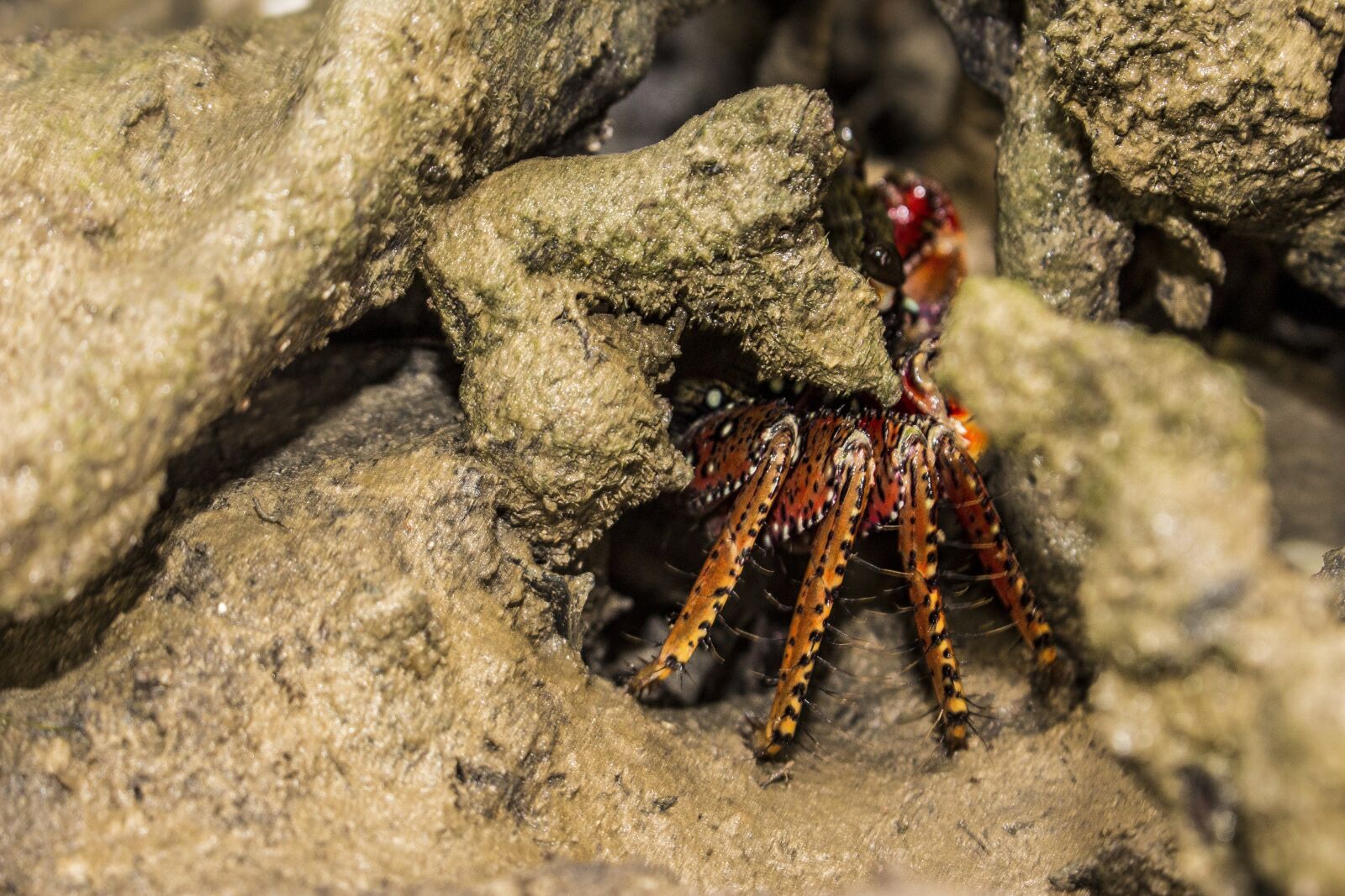 Canon EOS 700D (EOS Rebel T5i / EOS Kiss X7i) sample photo. Crab, mangue, brachyura photography