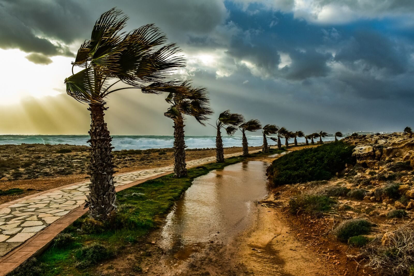 Nikon D3300 sample photo. Trees, path, palm trees photography