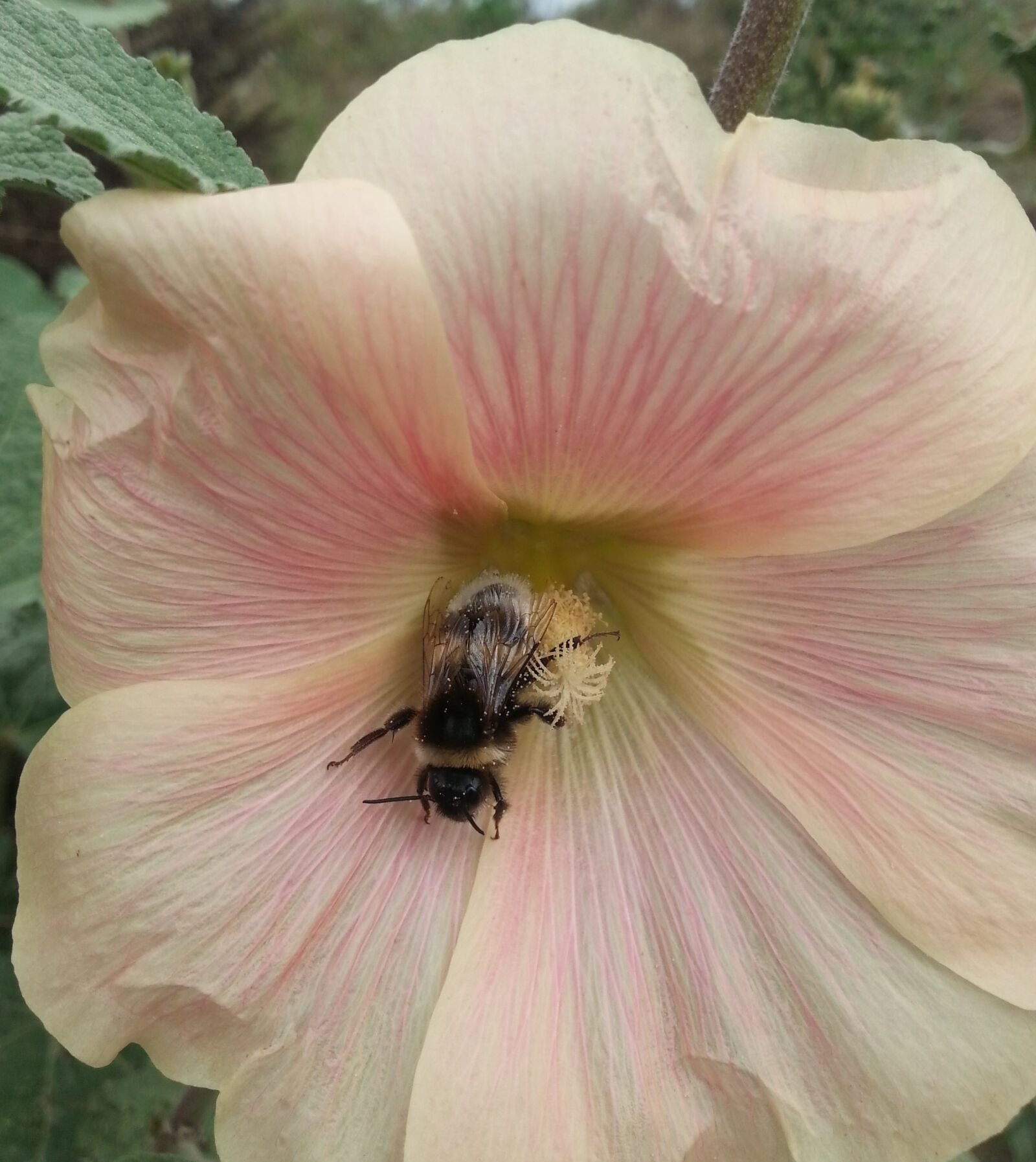 Samsung Galaxy S3 sample photo. Nature, flower, hummel photography