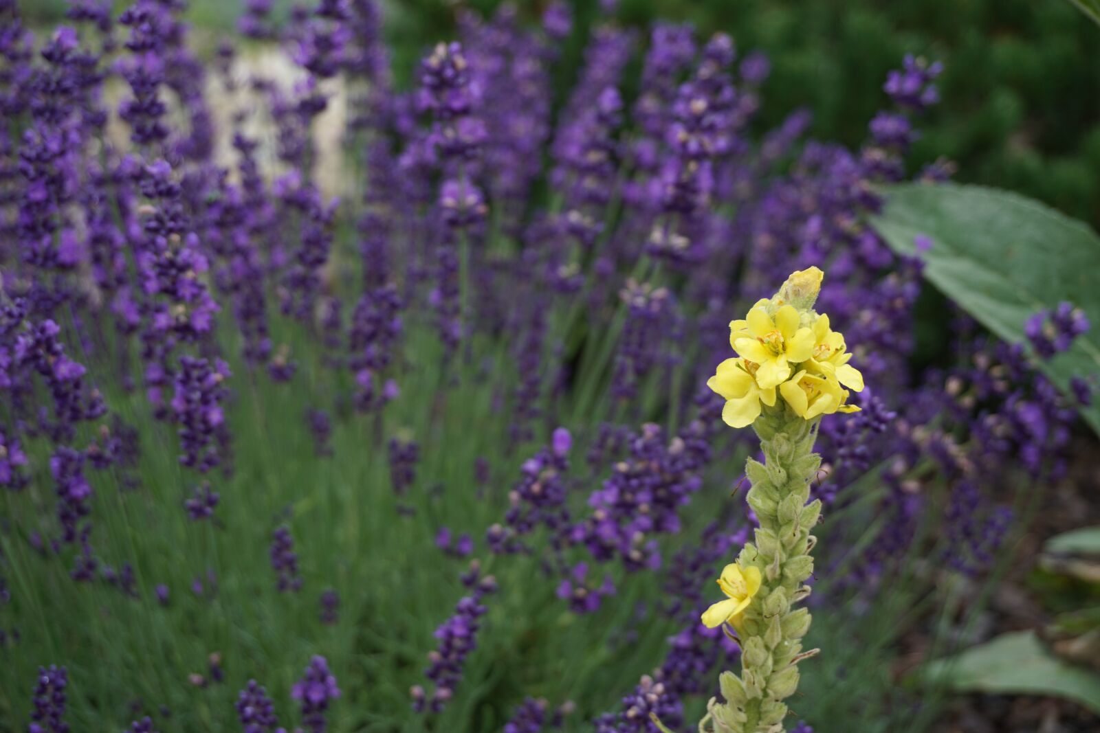 Sony E 16-50mm F3.5-5.6 PZ OSS sample photo. Herbs, nature, lavender photography