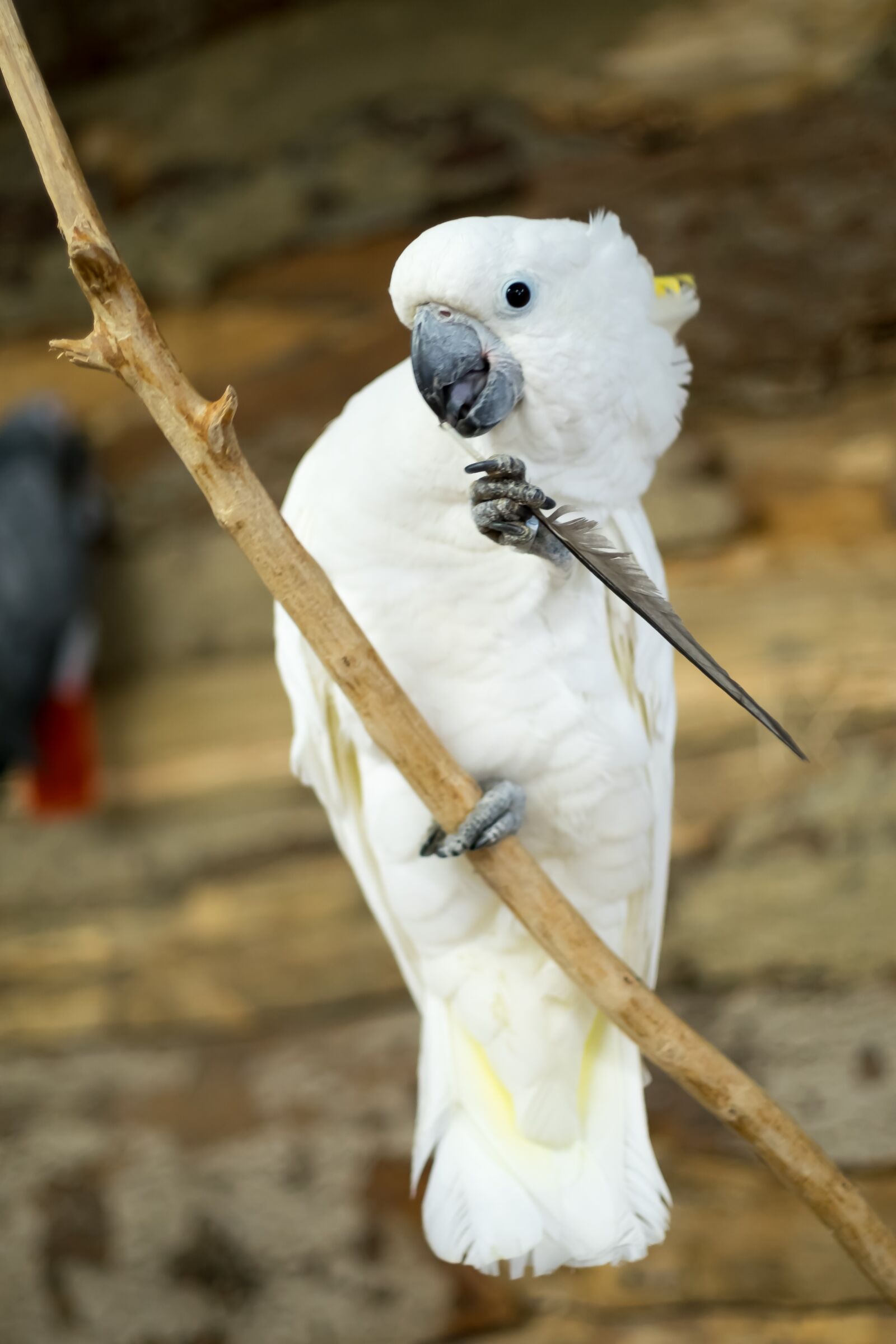 Fujifilm X-T10 sample photo. Parrot, bird, nature photography