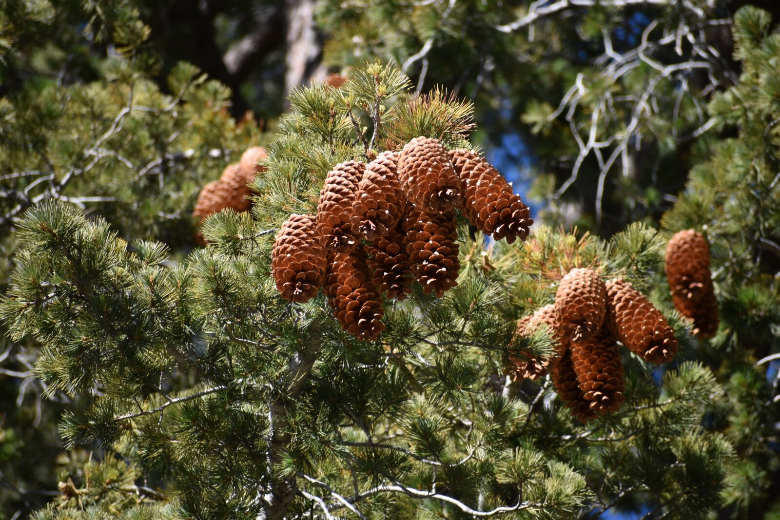 Nikon D3500 sample photo. Pine cones, tree, woods photography