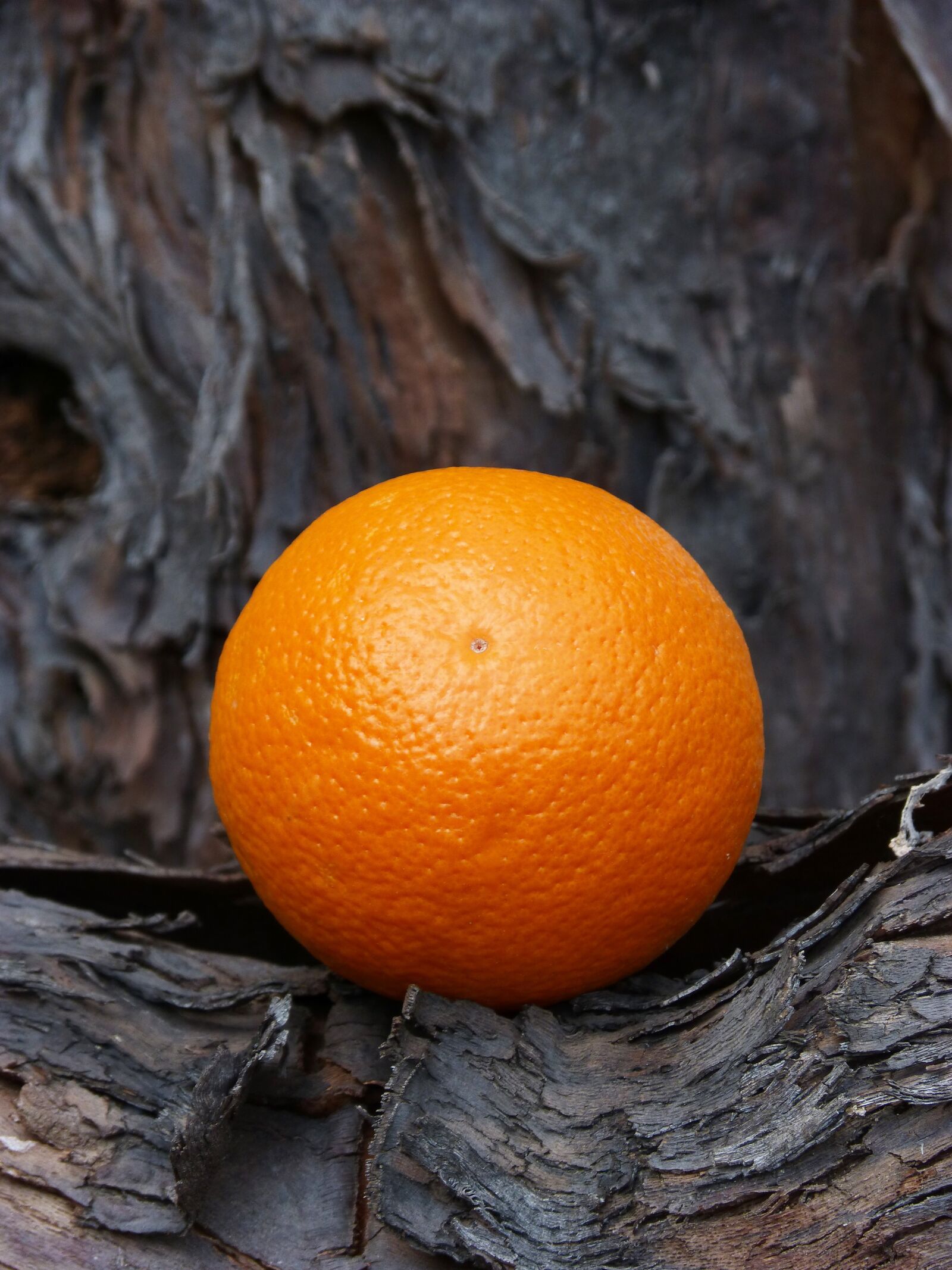 Panasonic DMC-FZ62 sample photo. Orange, texture, wood photography