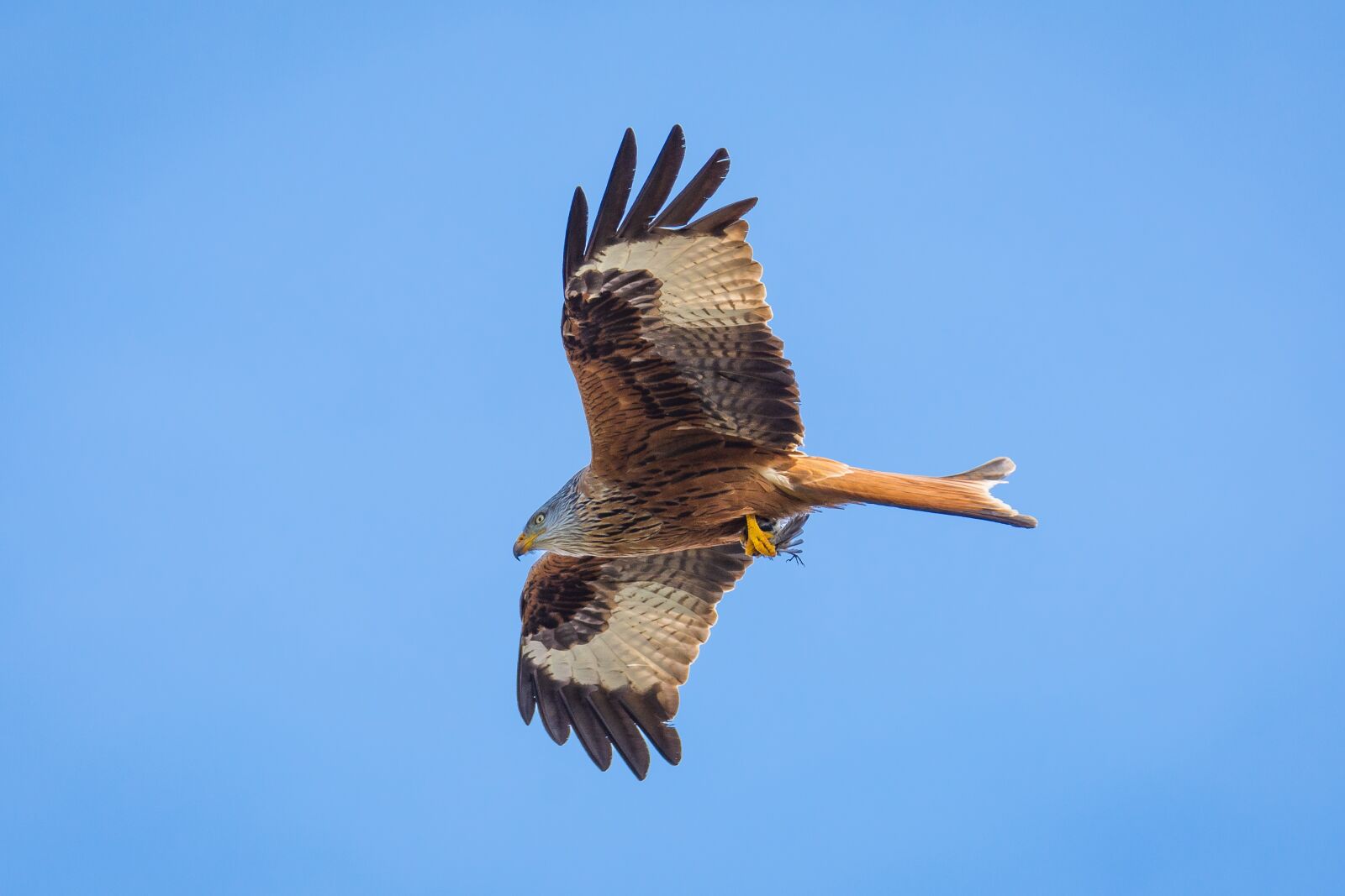 Nikon D7200 sample photo. Milan, bird, bird of photography