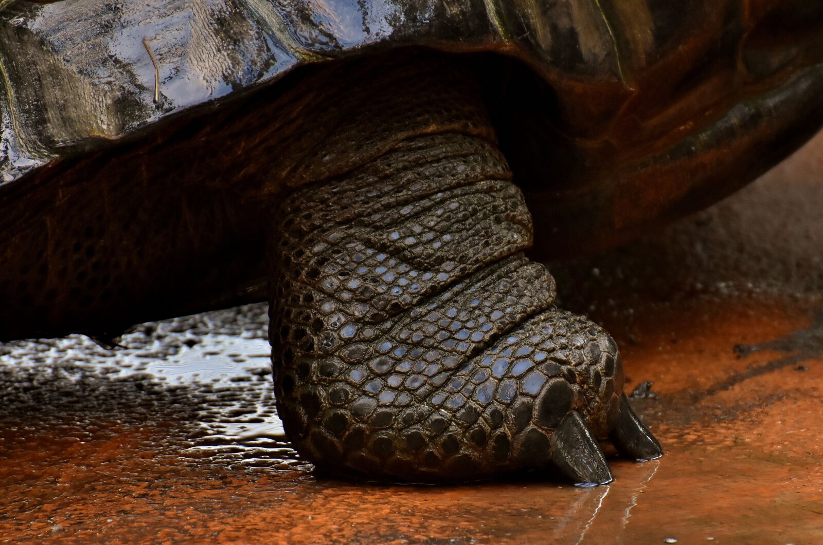 Nikon D7200 sample photo. Giant tortoises, foot, animals photography