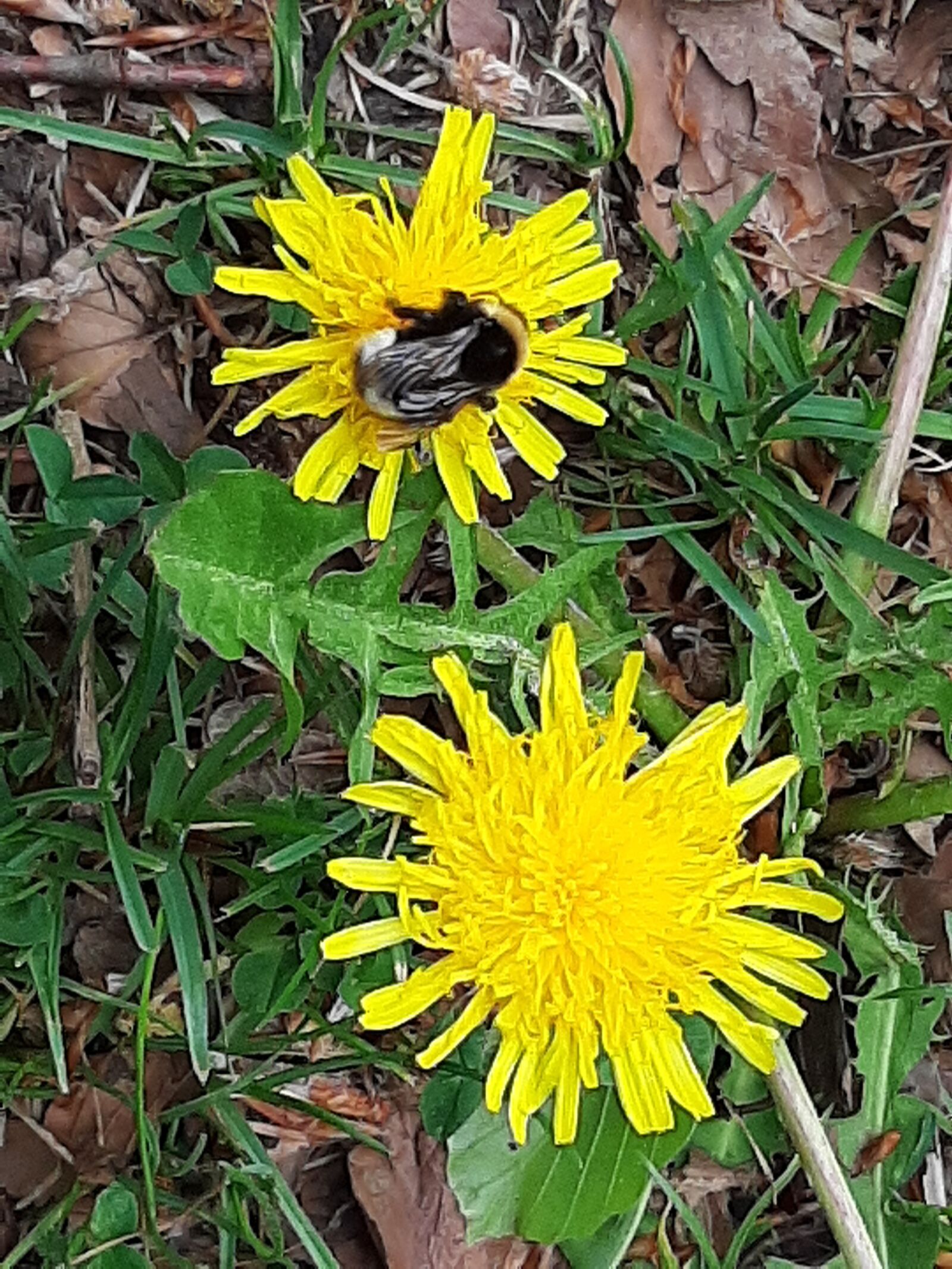 Samsung Galaxy A50 sample photo. Bee, insect, blossom photography