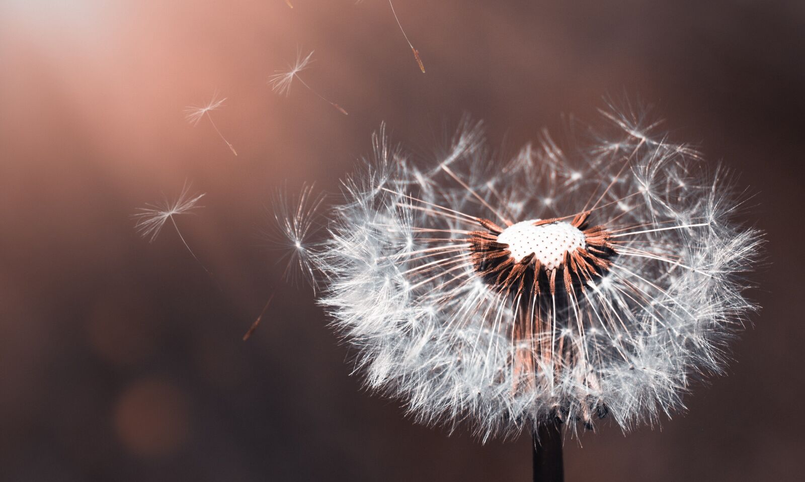 Canon EOS 750D (EOS Rebel T6i / EOS Kiss X8i) sample photo. Dandelion, flower, nature photography