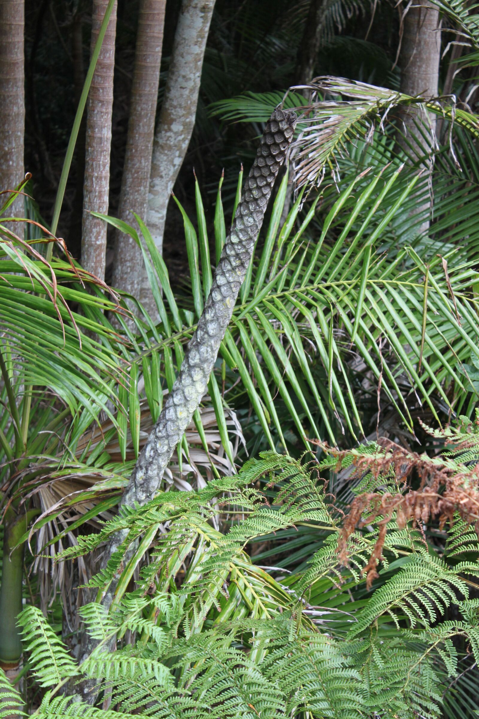 Canon EOS 500D (EOS Rebel T1i / EOS Kiss X3) sample photo. Rain, forest, australia photography