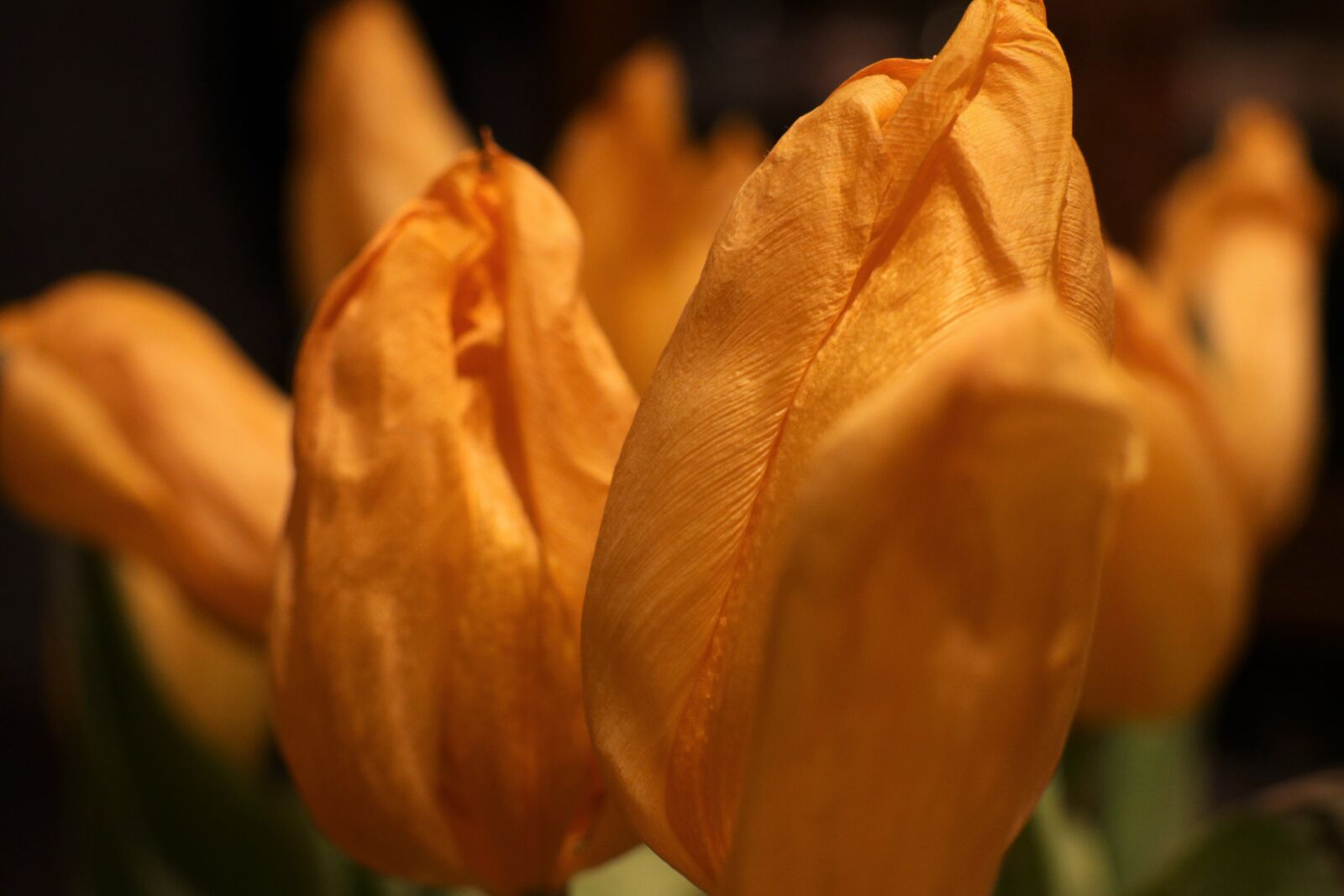 Canon EF-M 18-150mm F3.5-6.3 IS STM sample photo. Tulips, flowers, nature photography