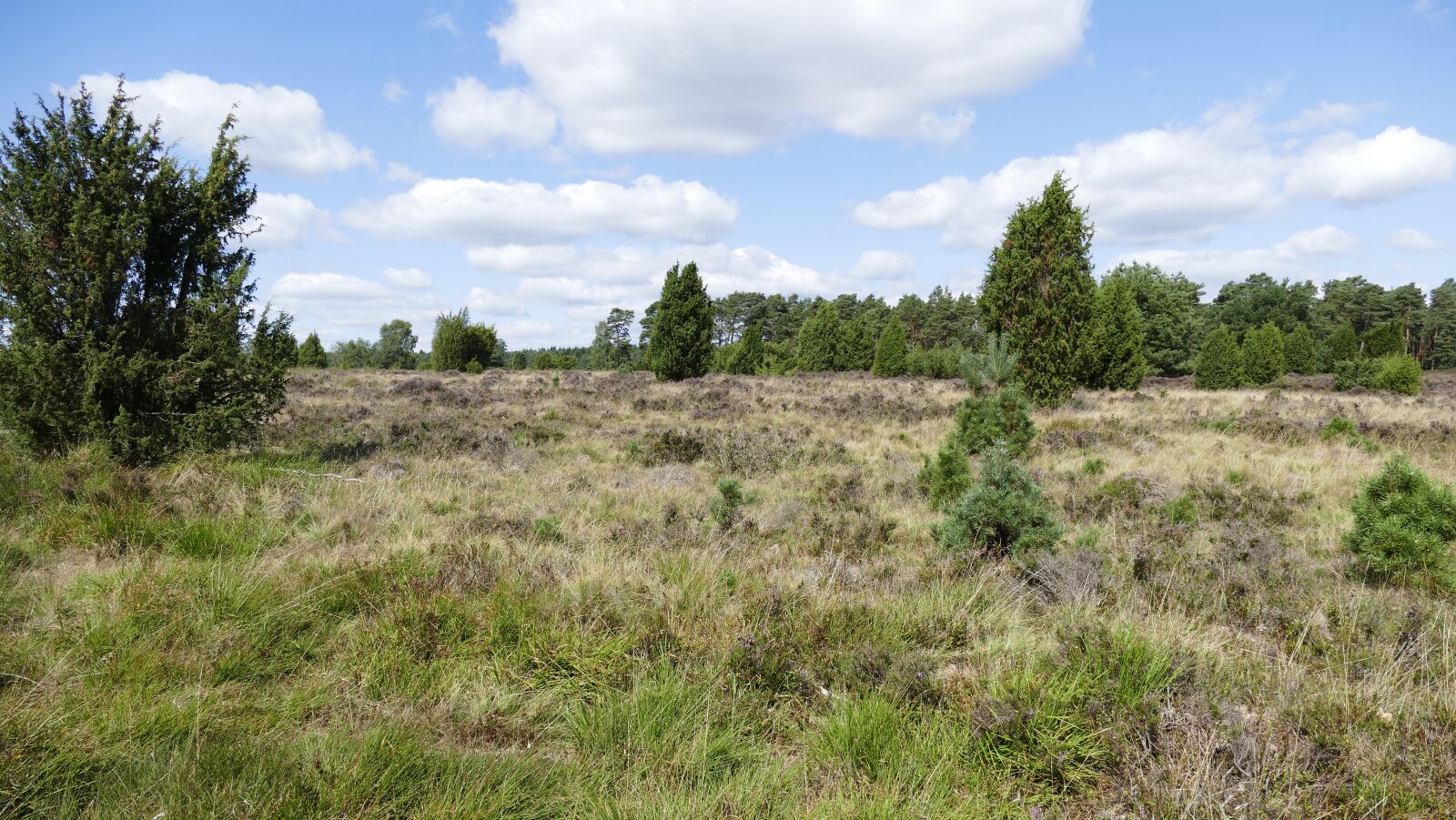 Panasonic Lumix DMC-FZ1000 sample photo. Heide, l neburg heath photography