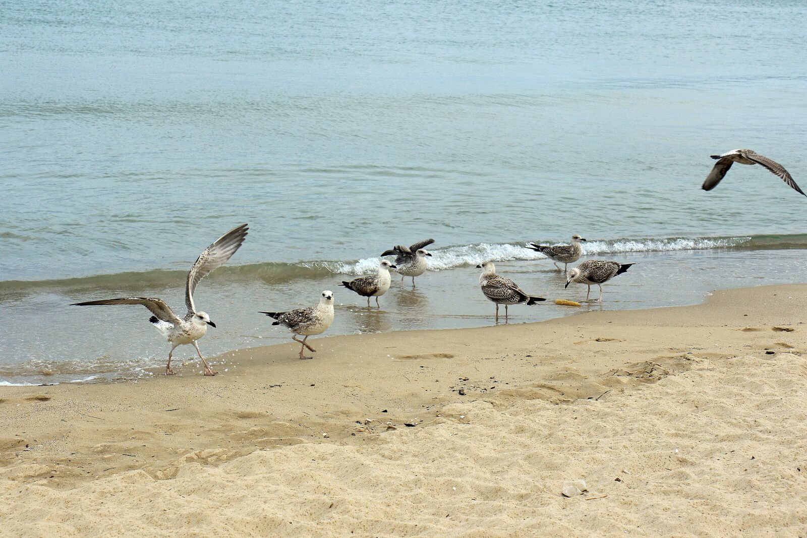 Canon EOS 7D Mark II sample photo. The seagulls, beach, sea photography