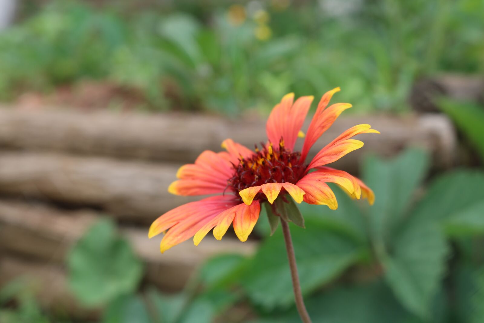 Canon EOS 750D (EOS Rebel T6i / EOS Kiss X8i) sample photo. Nature, plant, flower photography