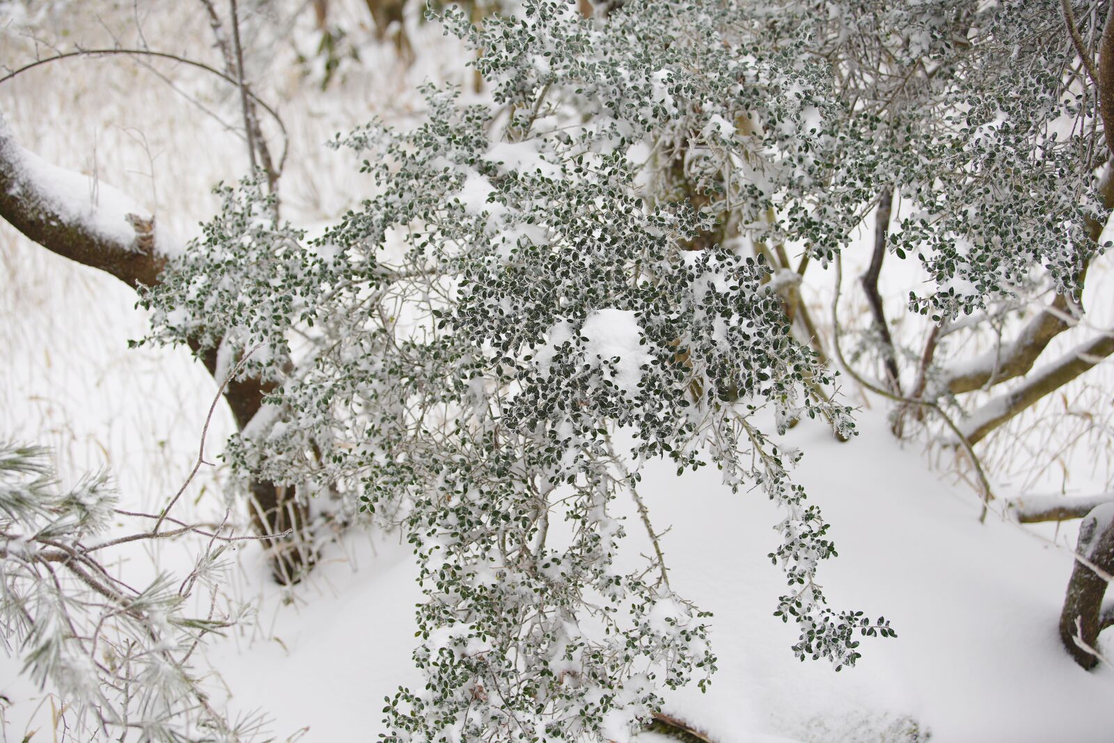 Canon EF 70-200mm F2.8L USM sample photo. Snow, white, winter photography