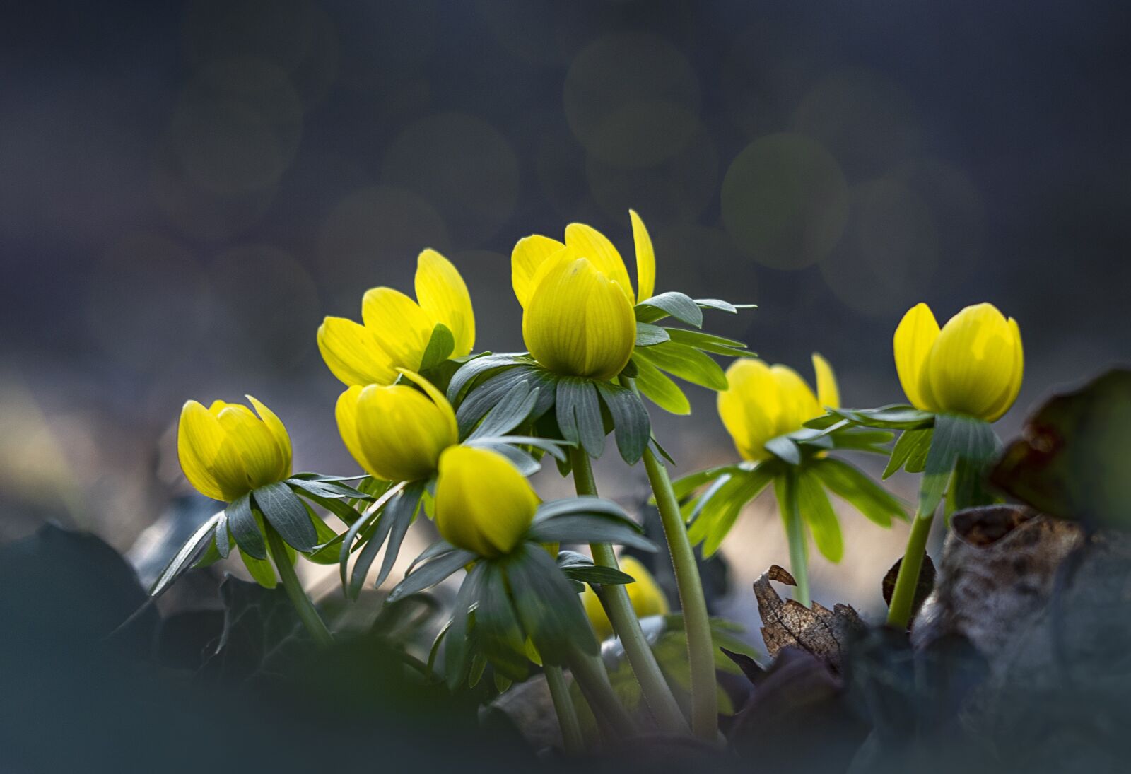 Canon EF 70-300 F4-5.6 IS II USM sample photo. Winter aconite, nature, flower photography