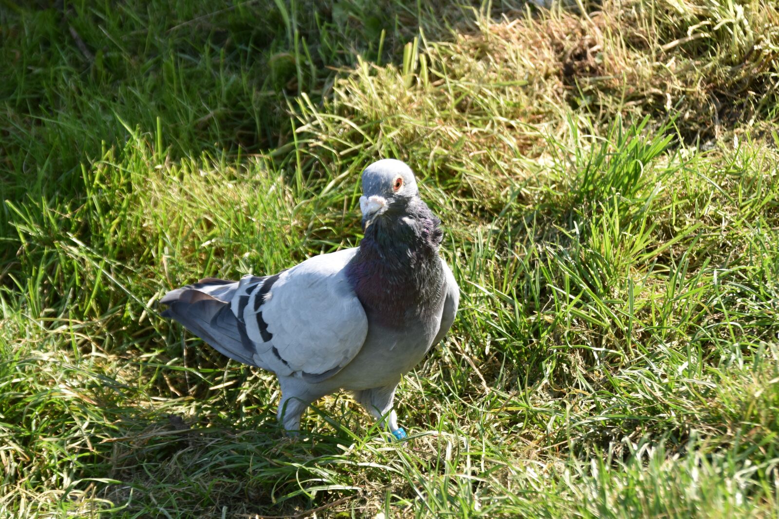 Nikon D5600 sample photo. Homing pigeon, bird portrait photography