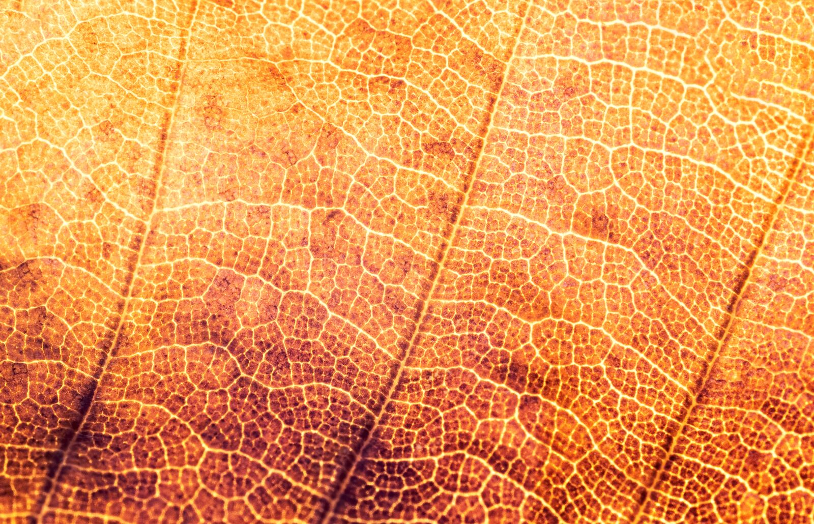 Olympus OM-D E-M1 Mark II sample photo. Texture, structure, leaf photography