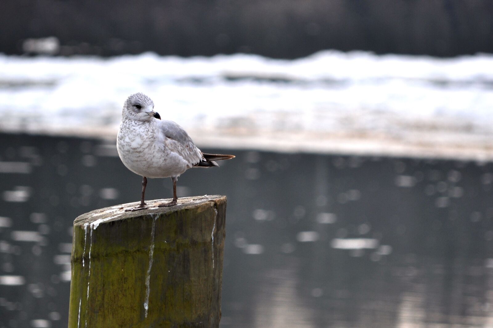 Nikon D5000 sample photo. Bird, ice, river photography