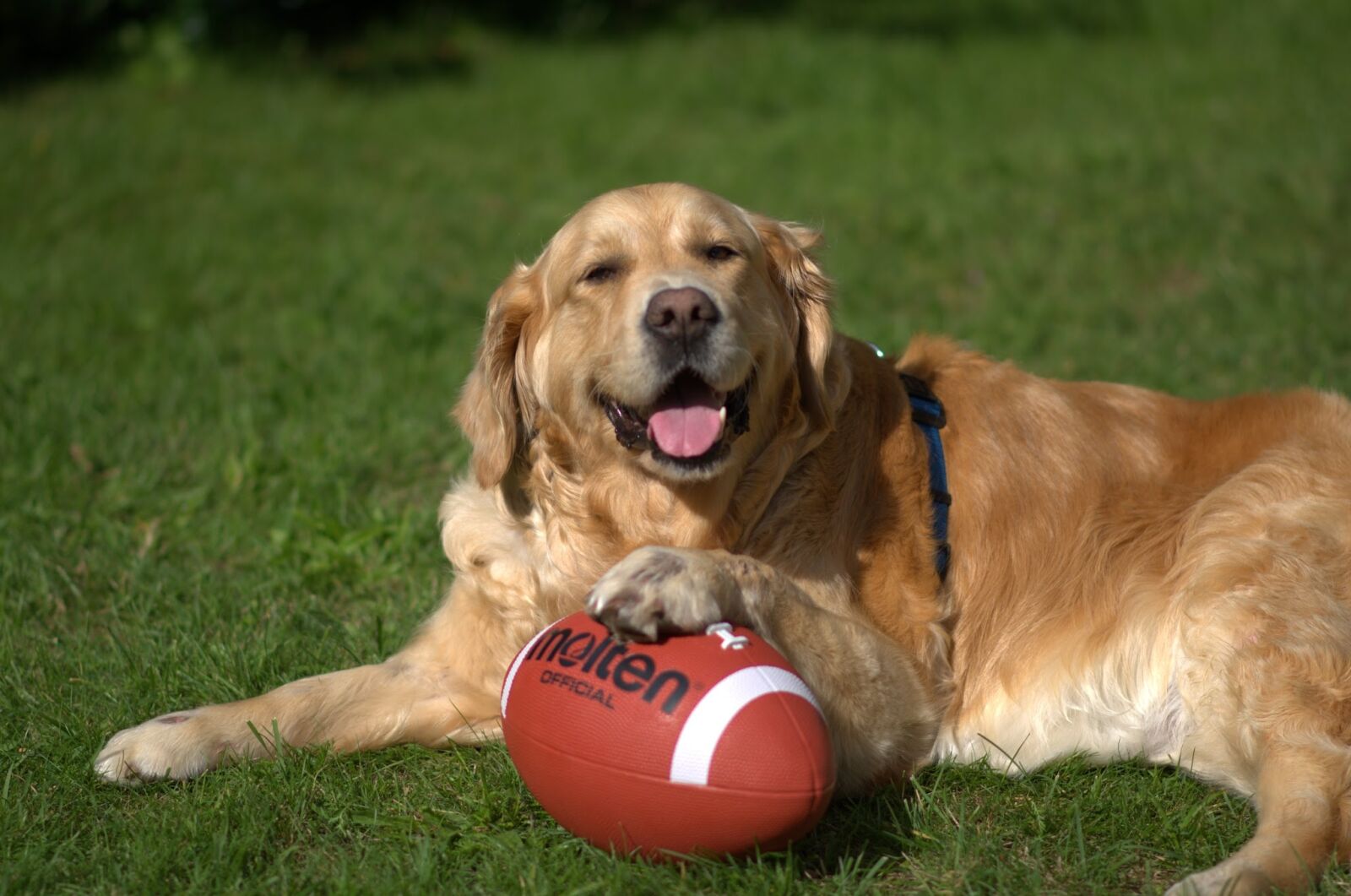 Nikon D7000 sample photo. Dog, retriever, golden retriever photography