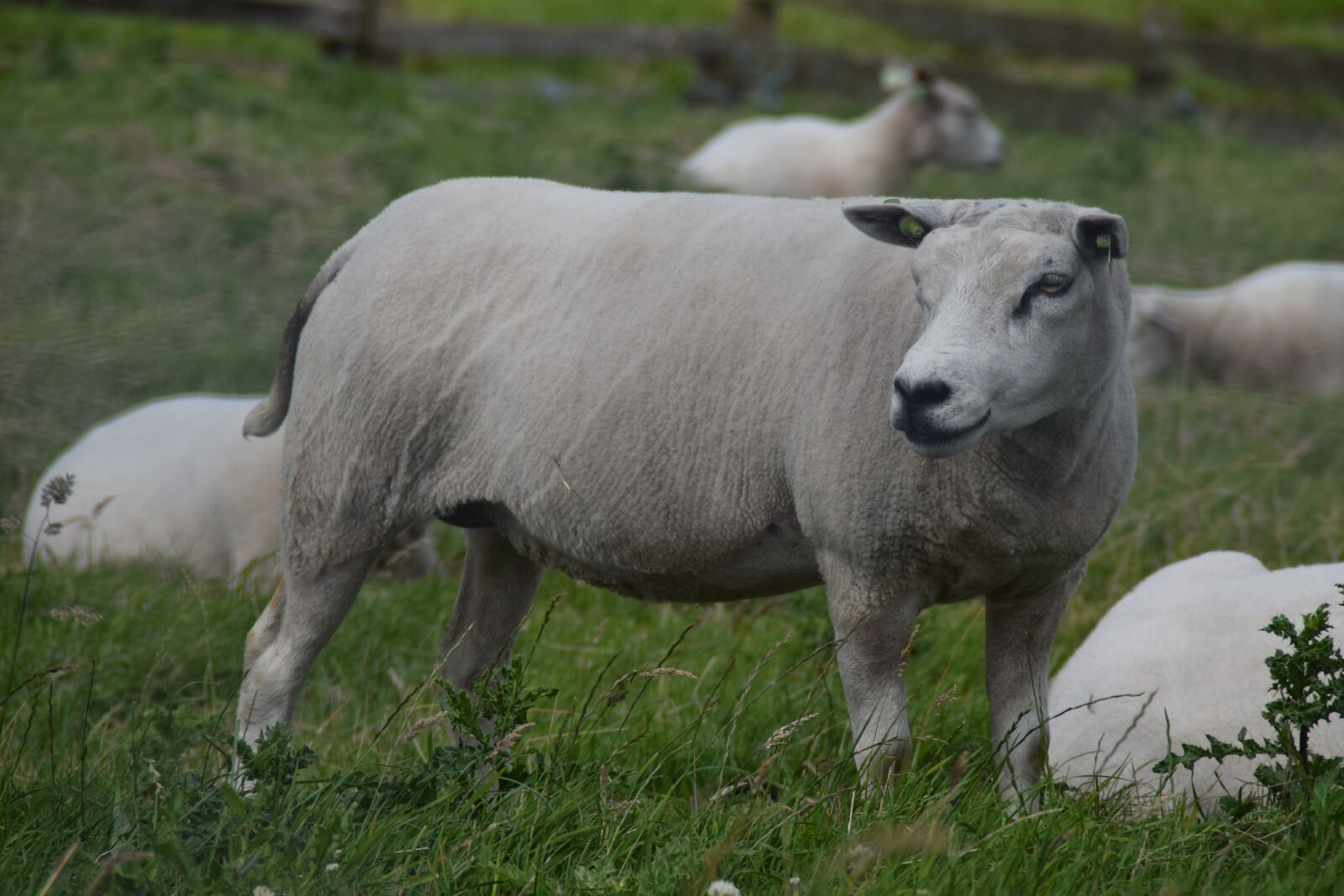 Nikon D3300 sample photo. White, sheep, wool photography