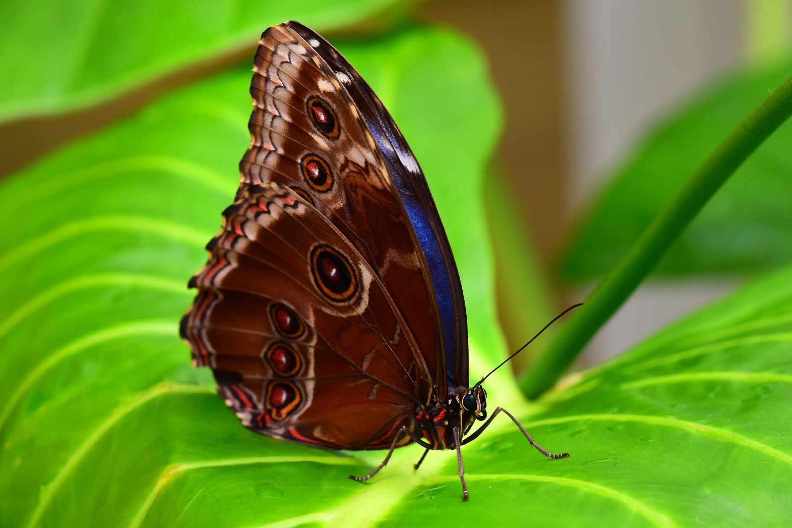 Nikon D5500 sample photo. Butterfly, insect, nature photography